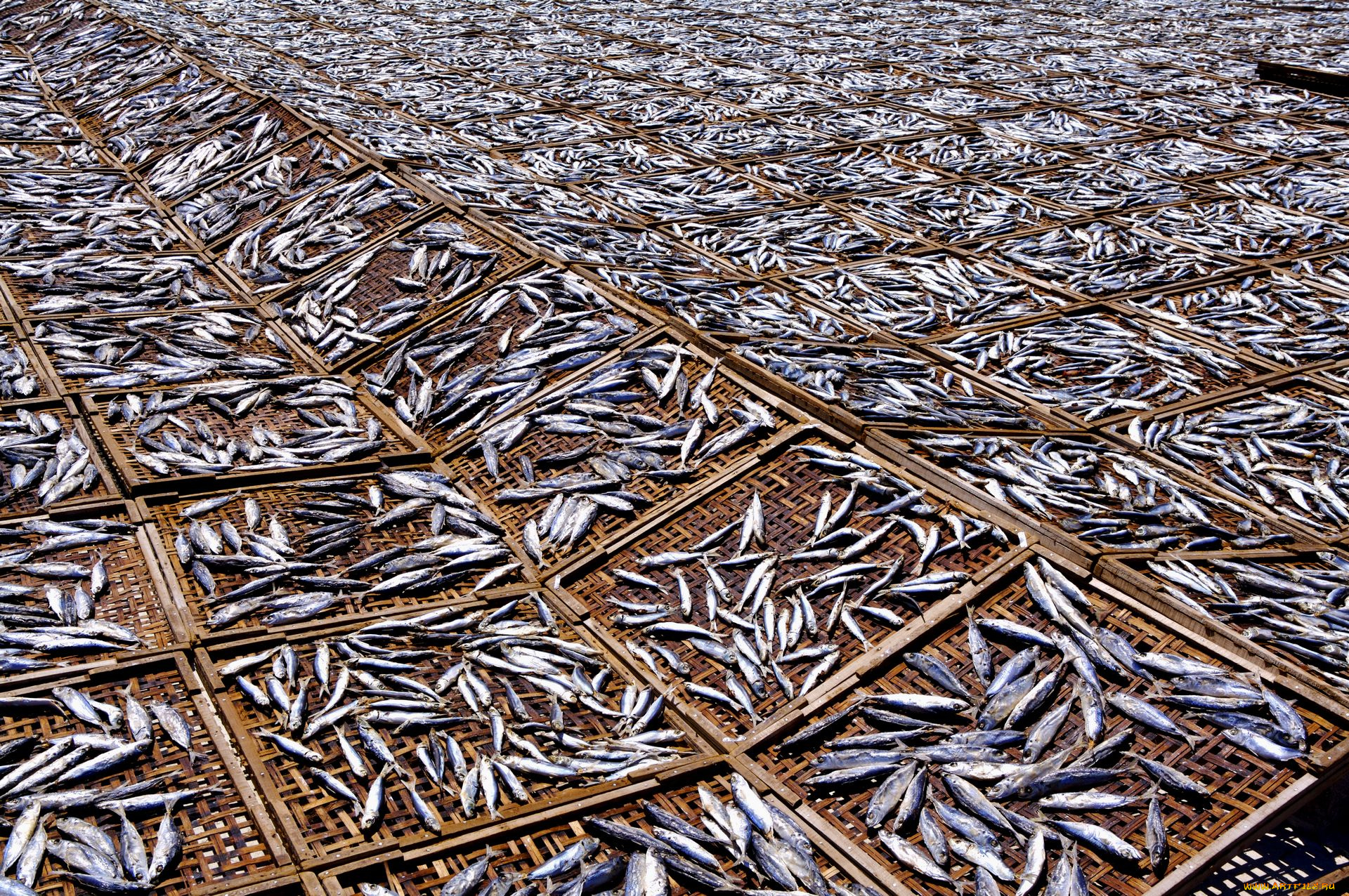 еда, рыба, морепродукты, суши, роллы