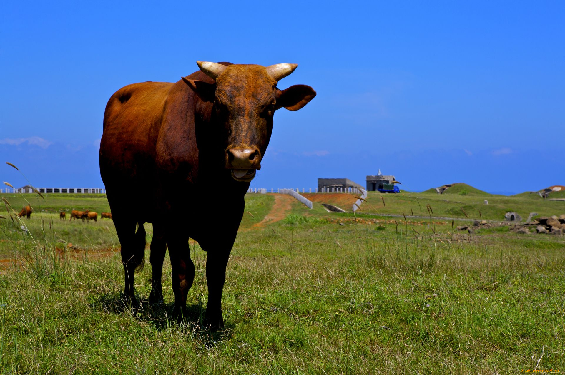 животные, коровы, буйволы, корова