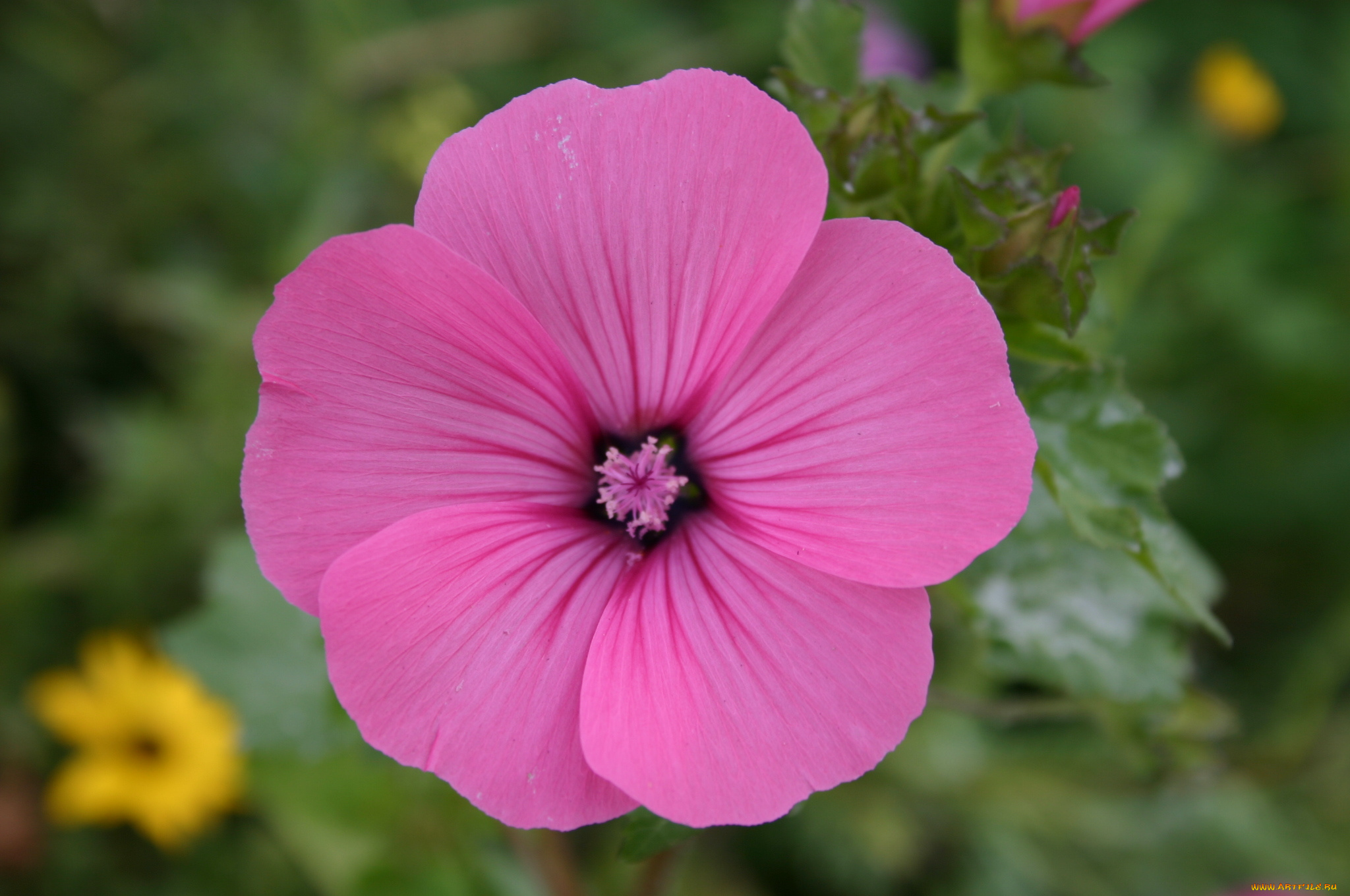 цветы, лаватера, бутон