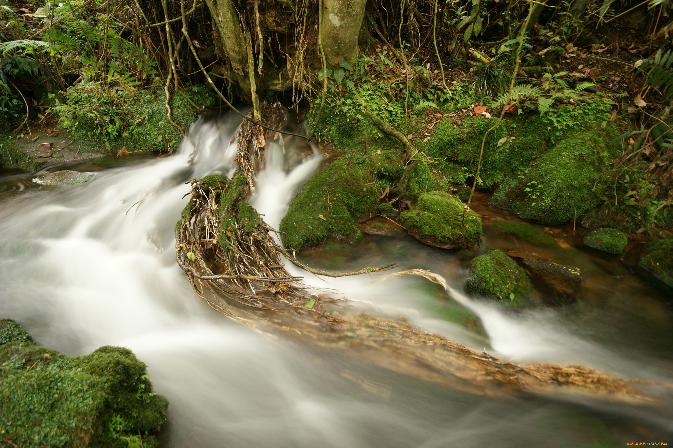 природа, реки, озера, лес, река, камни