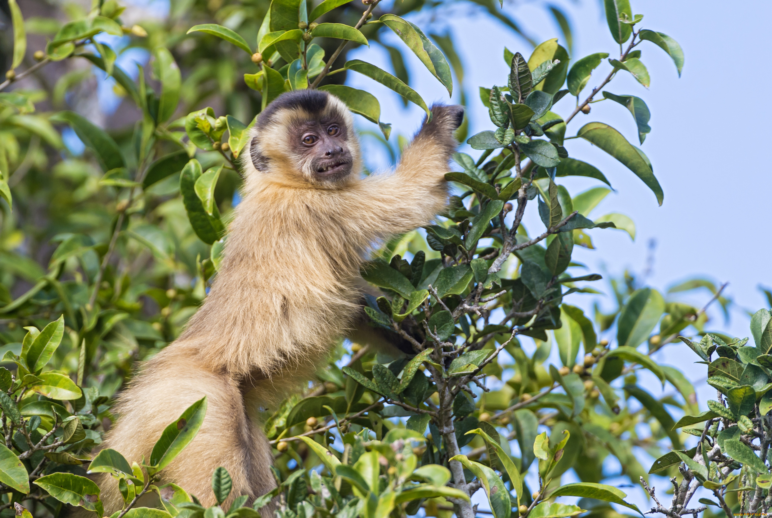 животные, обезьяны, дерево, ветки, капуцин, ухмылка