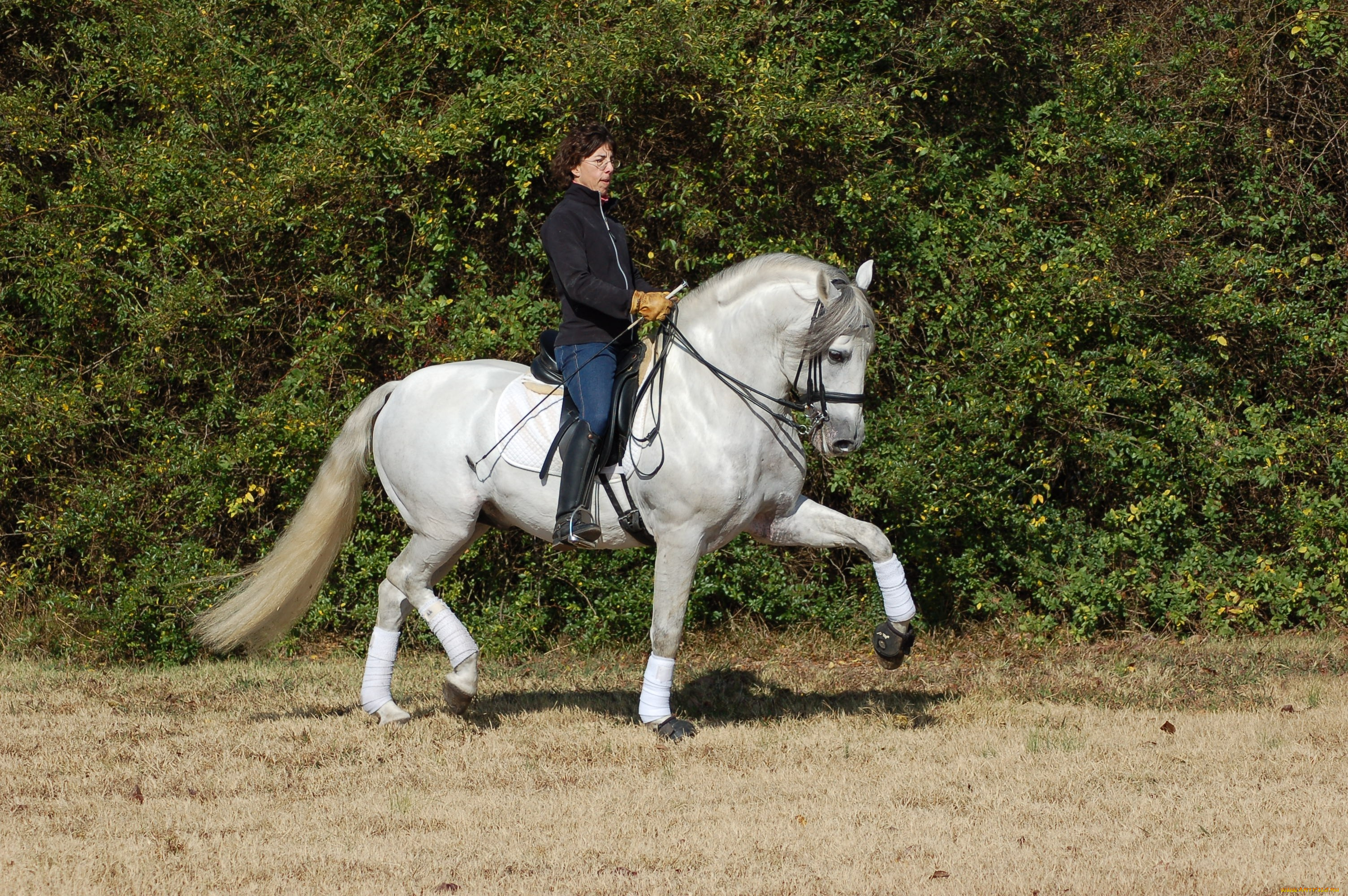 morning, exercises, животные, лошади, выездка, всадник, конь