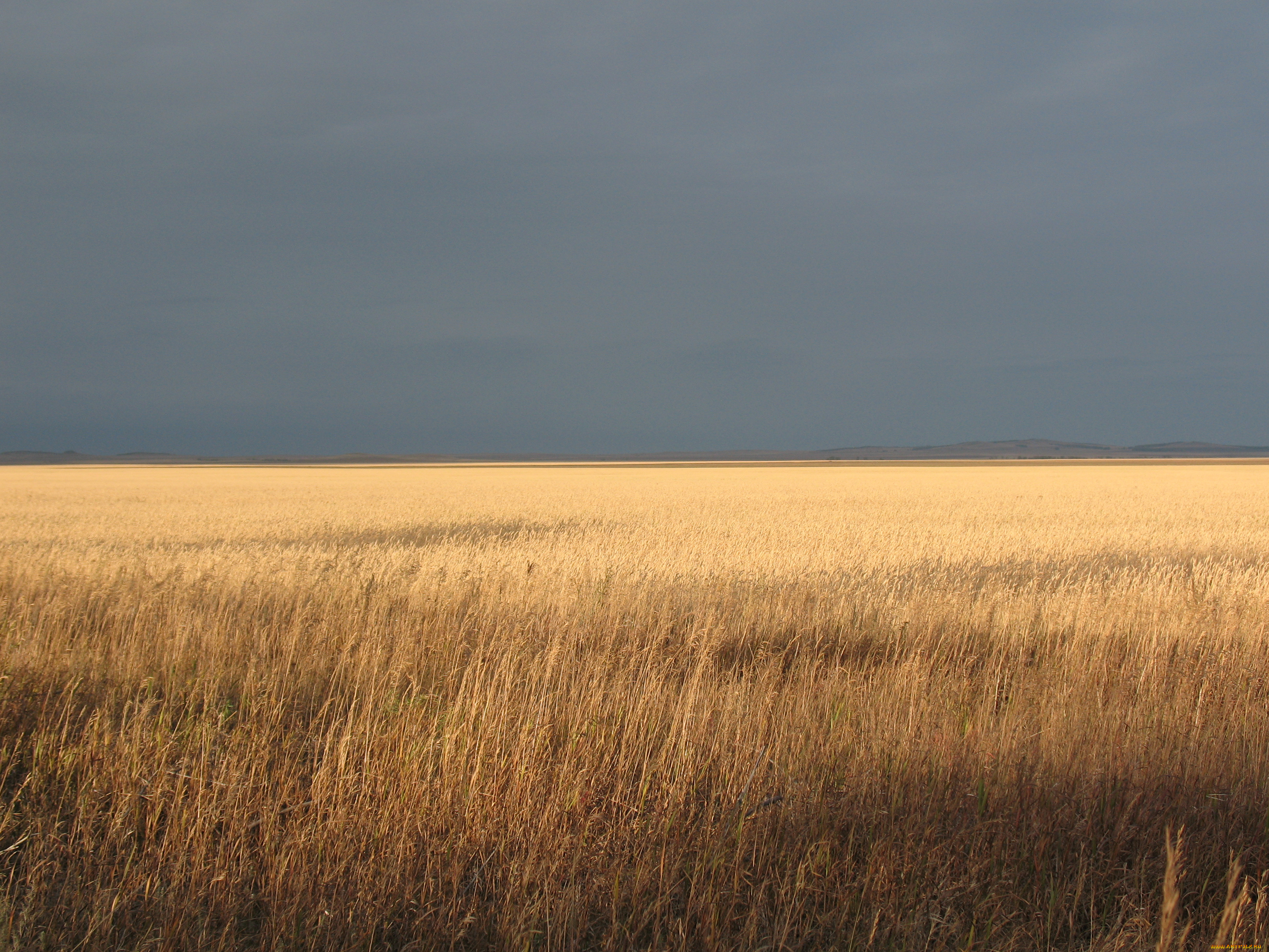 край, природа, поля, даль, степь, пшеница, поле, зеренда, осень, лето, горизонт, бескрайний, простор, брещук