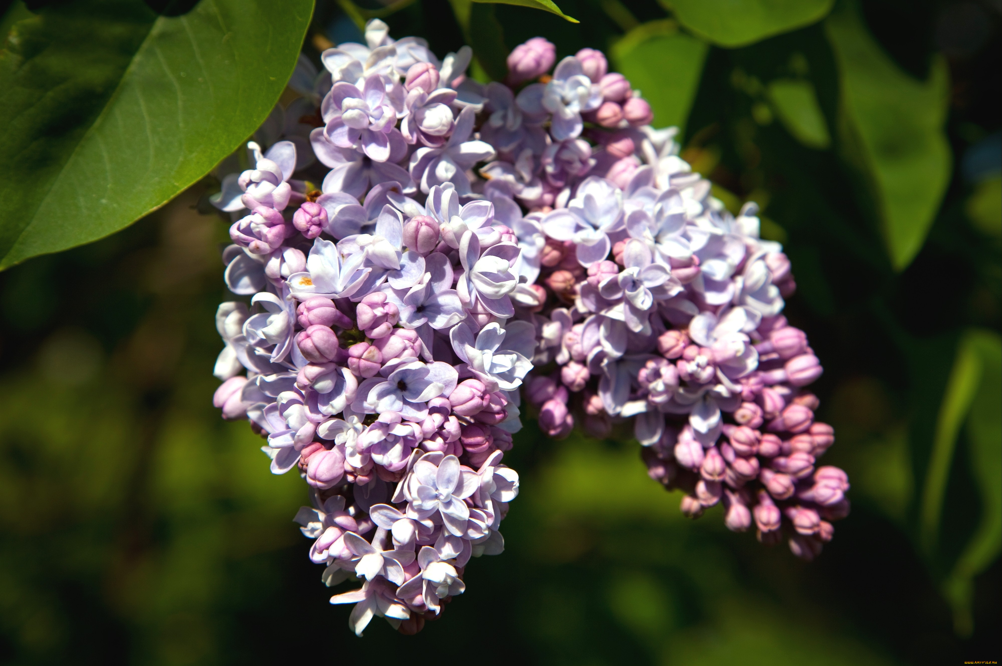 цветы, сирень, гроздь