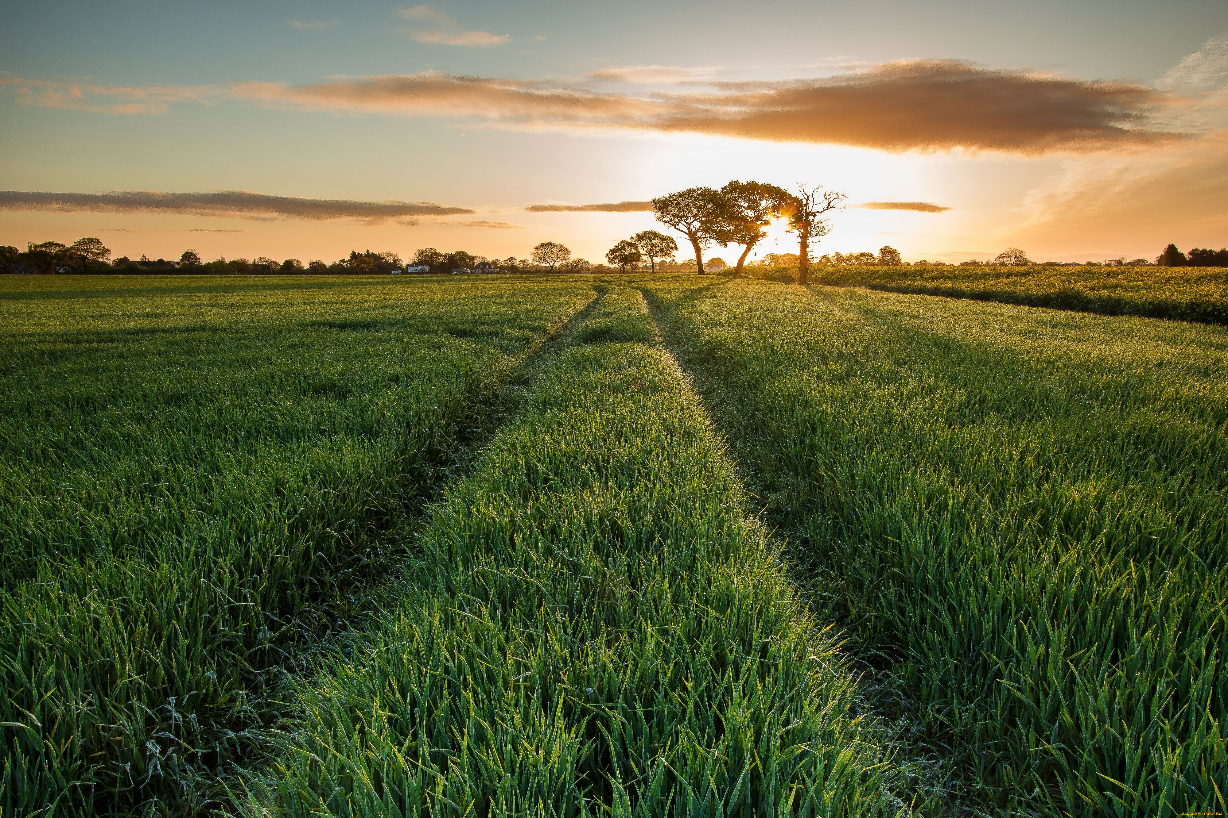 природа, поля, пейзаж, утро, восход