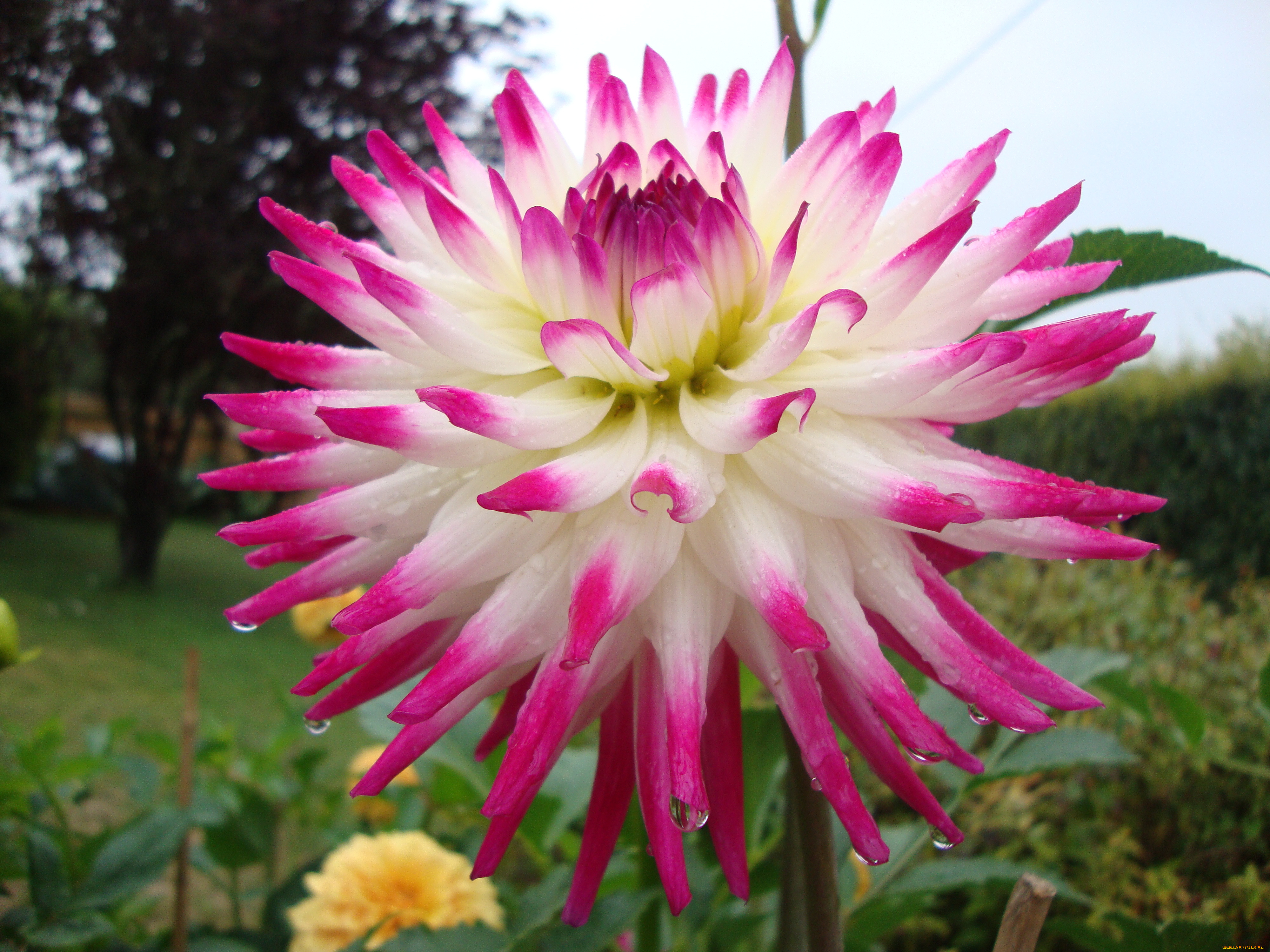 цветы, георгины