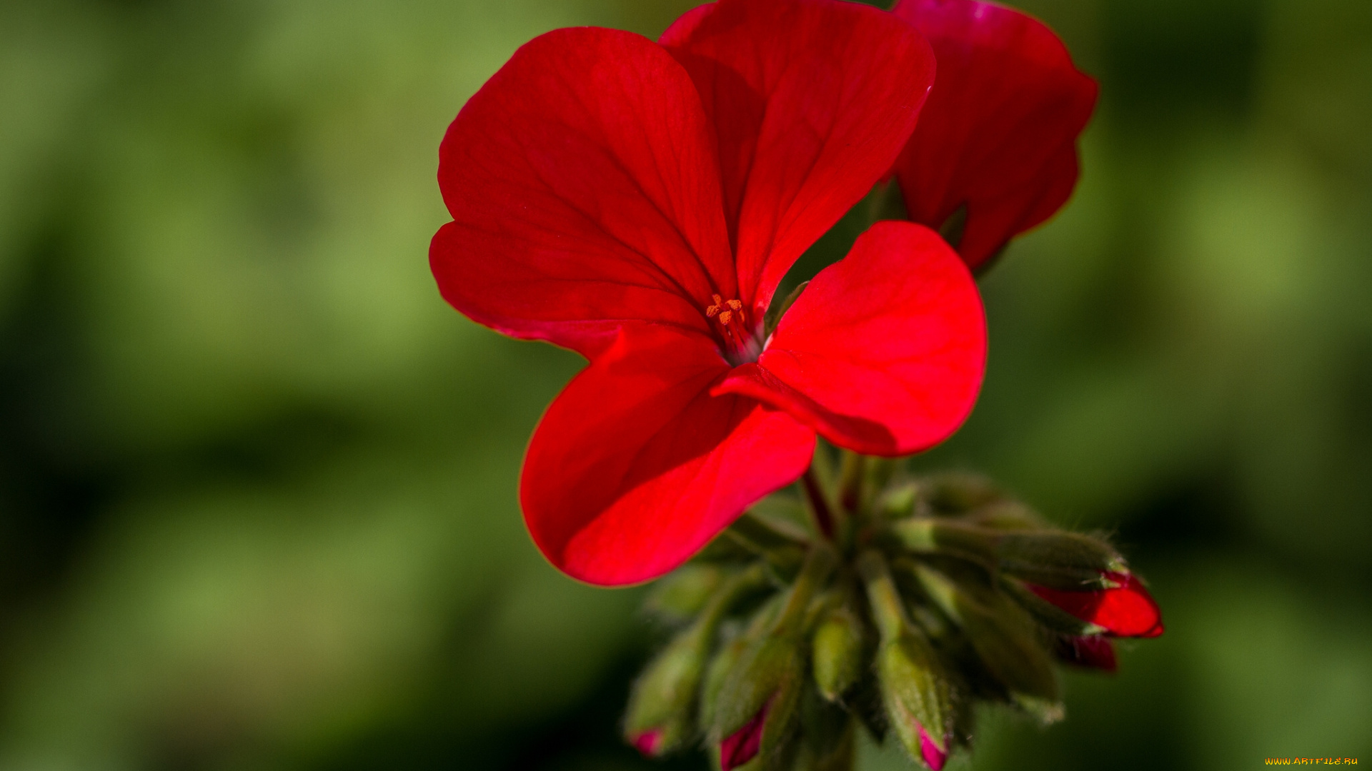 цветы, герань, макро, бутончики, пеларгония