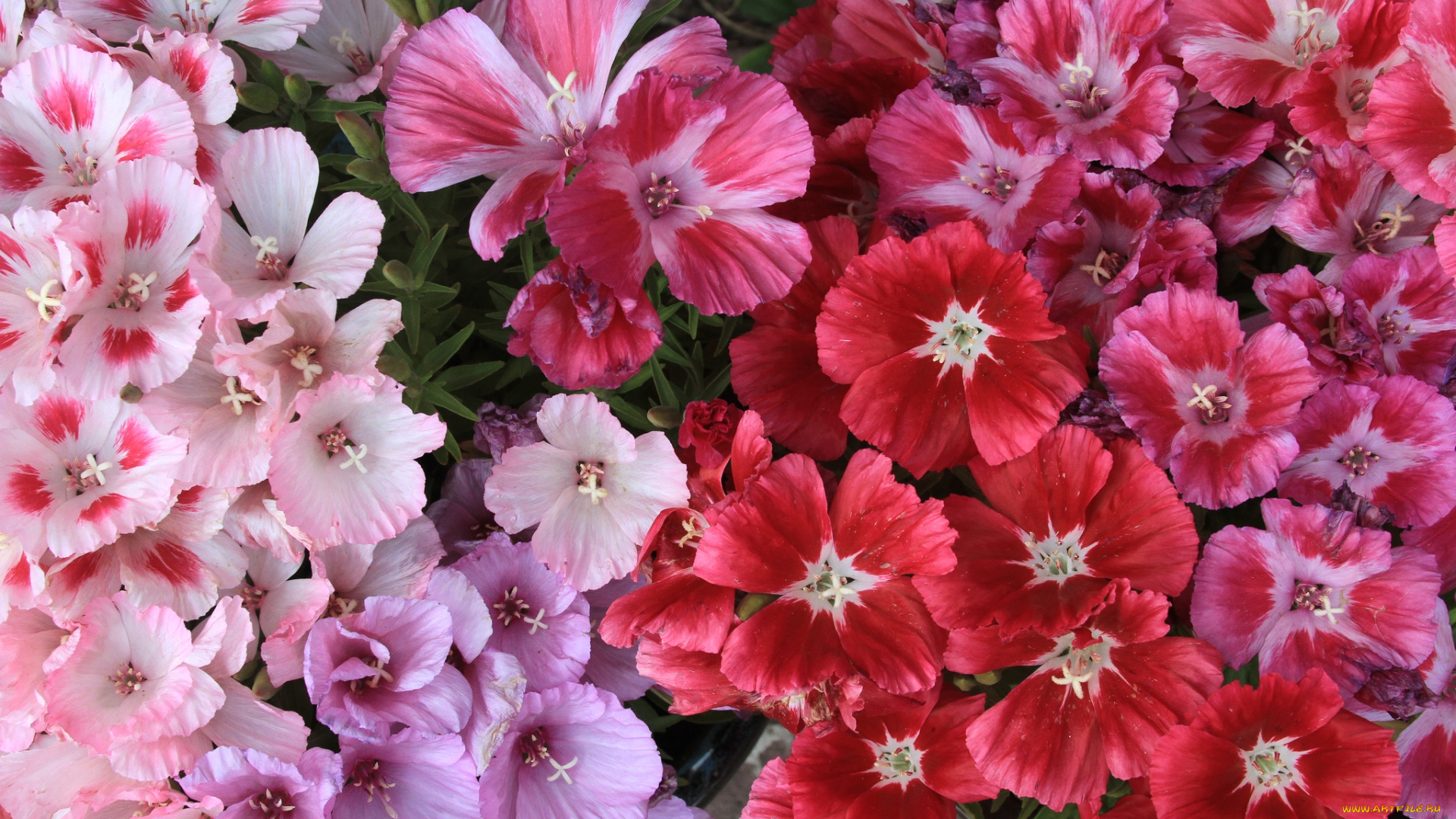 цветы, годеция, макро