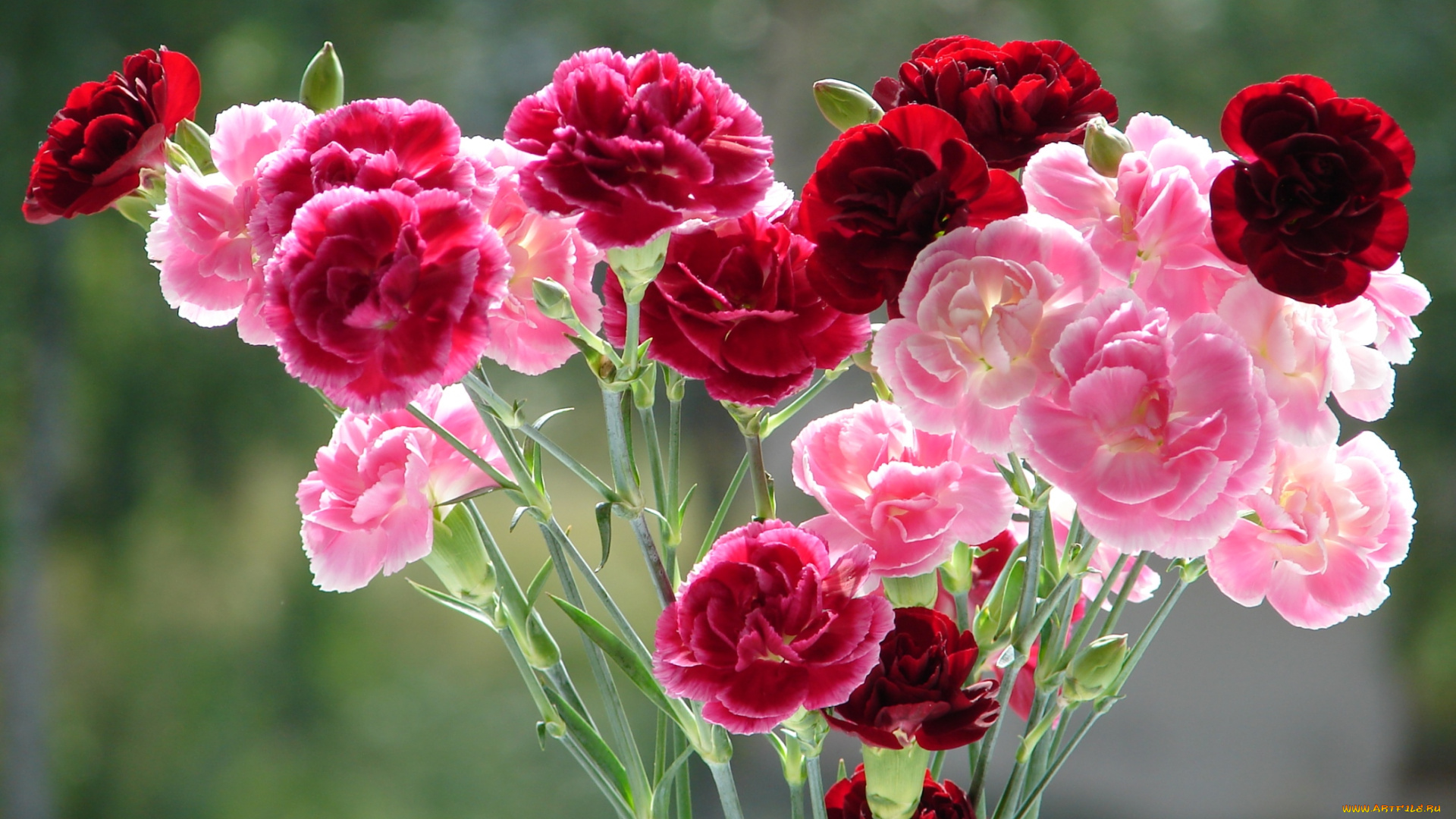 цветы, гвоздики, букет