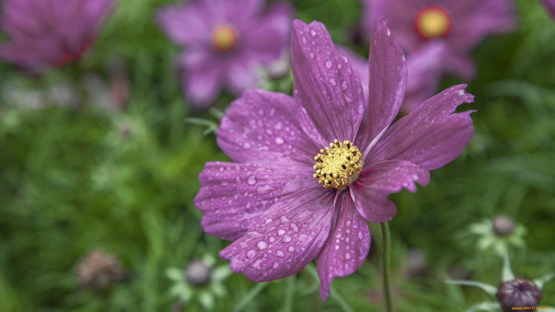 цветы, космея, капли, макро
