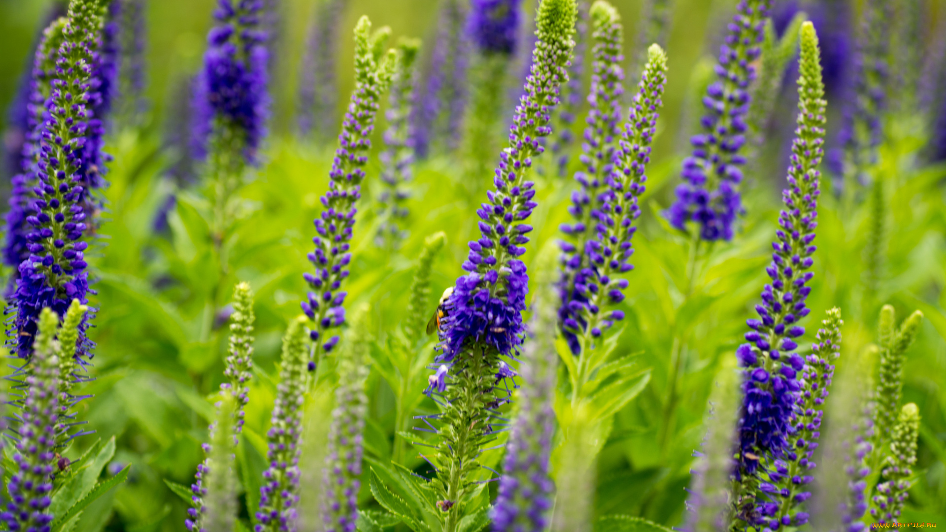 цветы, немофилы, вероники, шмель, вероника, колосковая