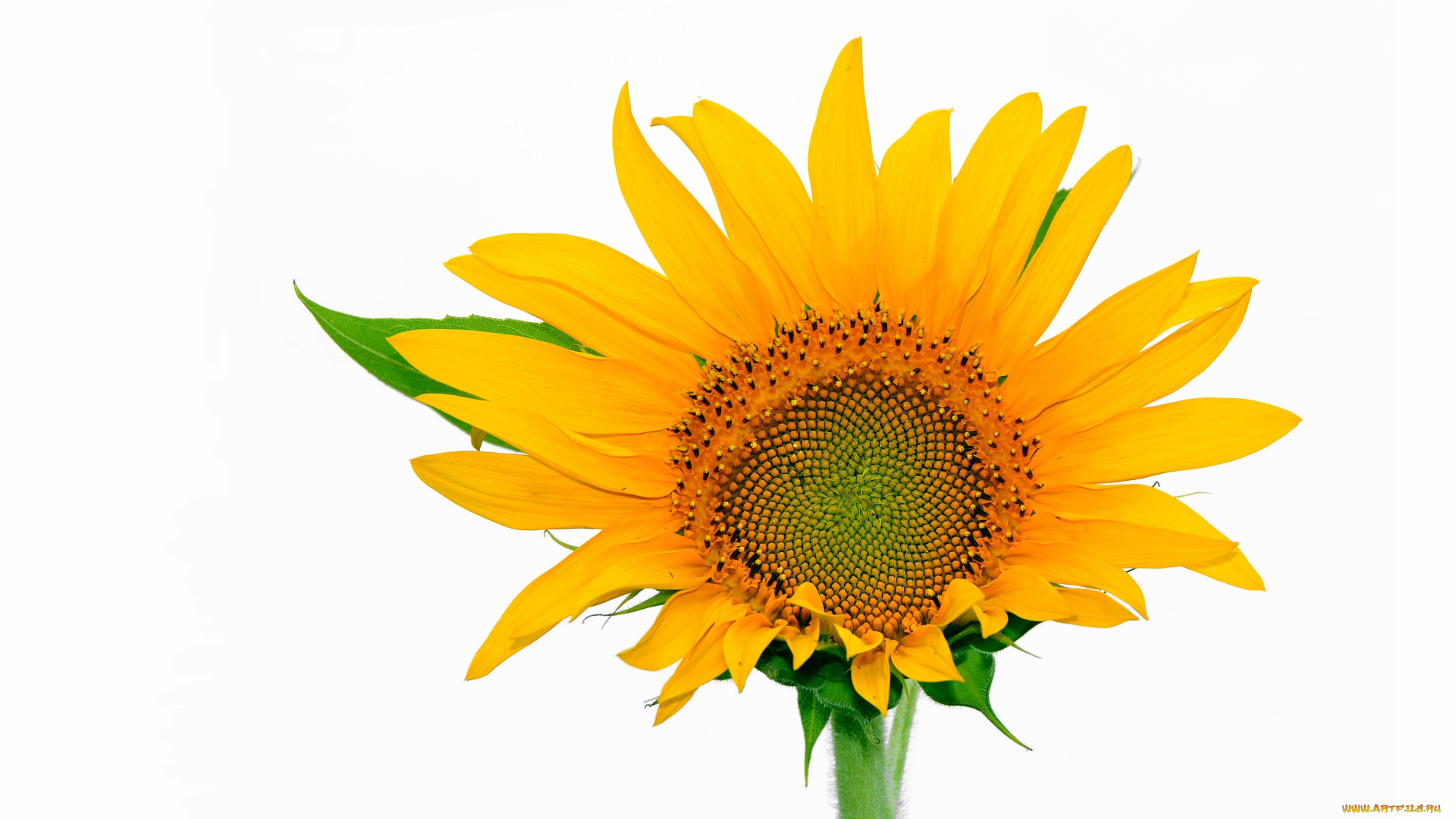 цветы, подсолнухи, желтый