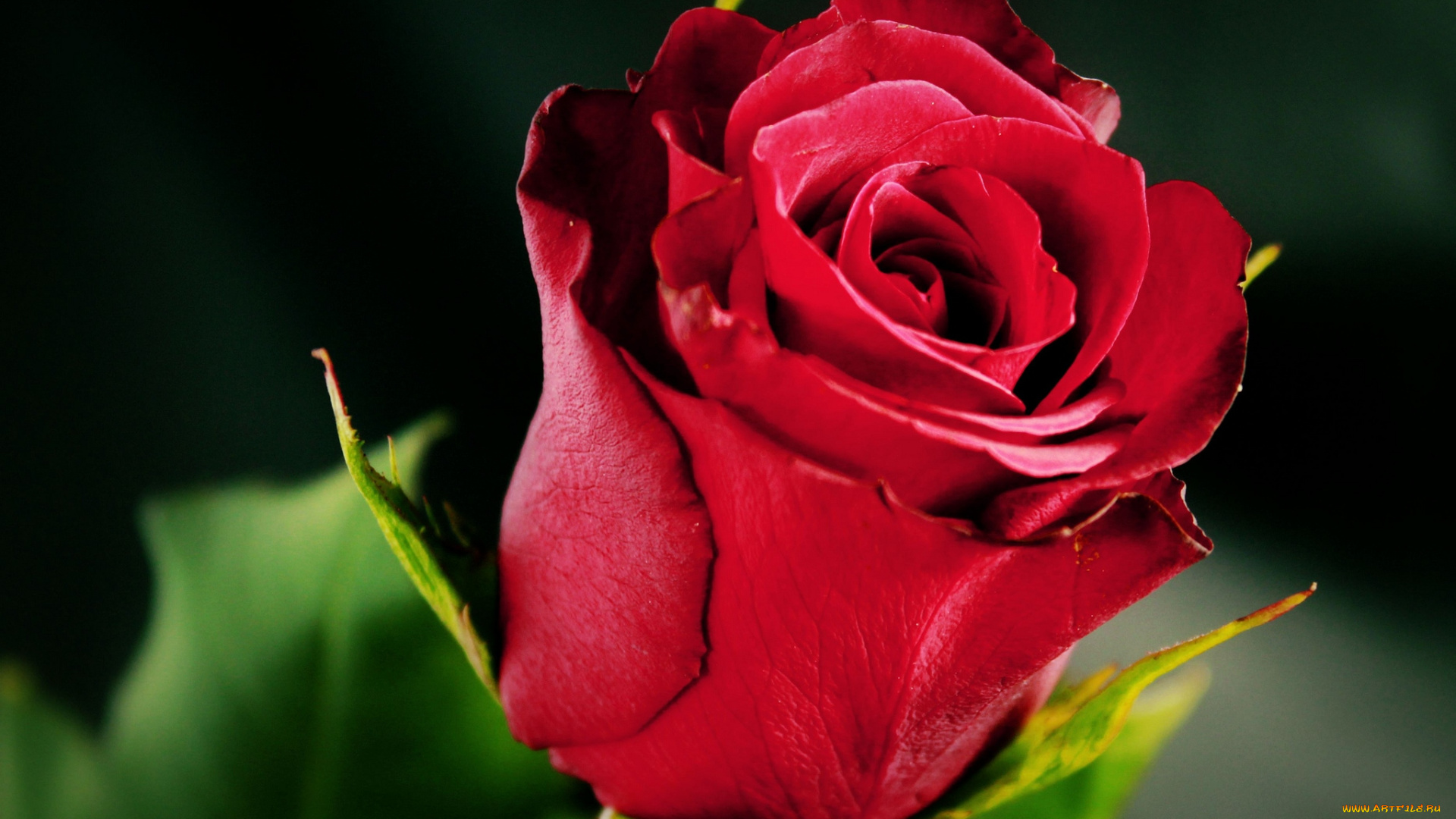 цветы, розы, бутон