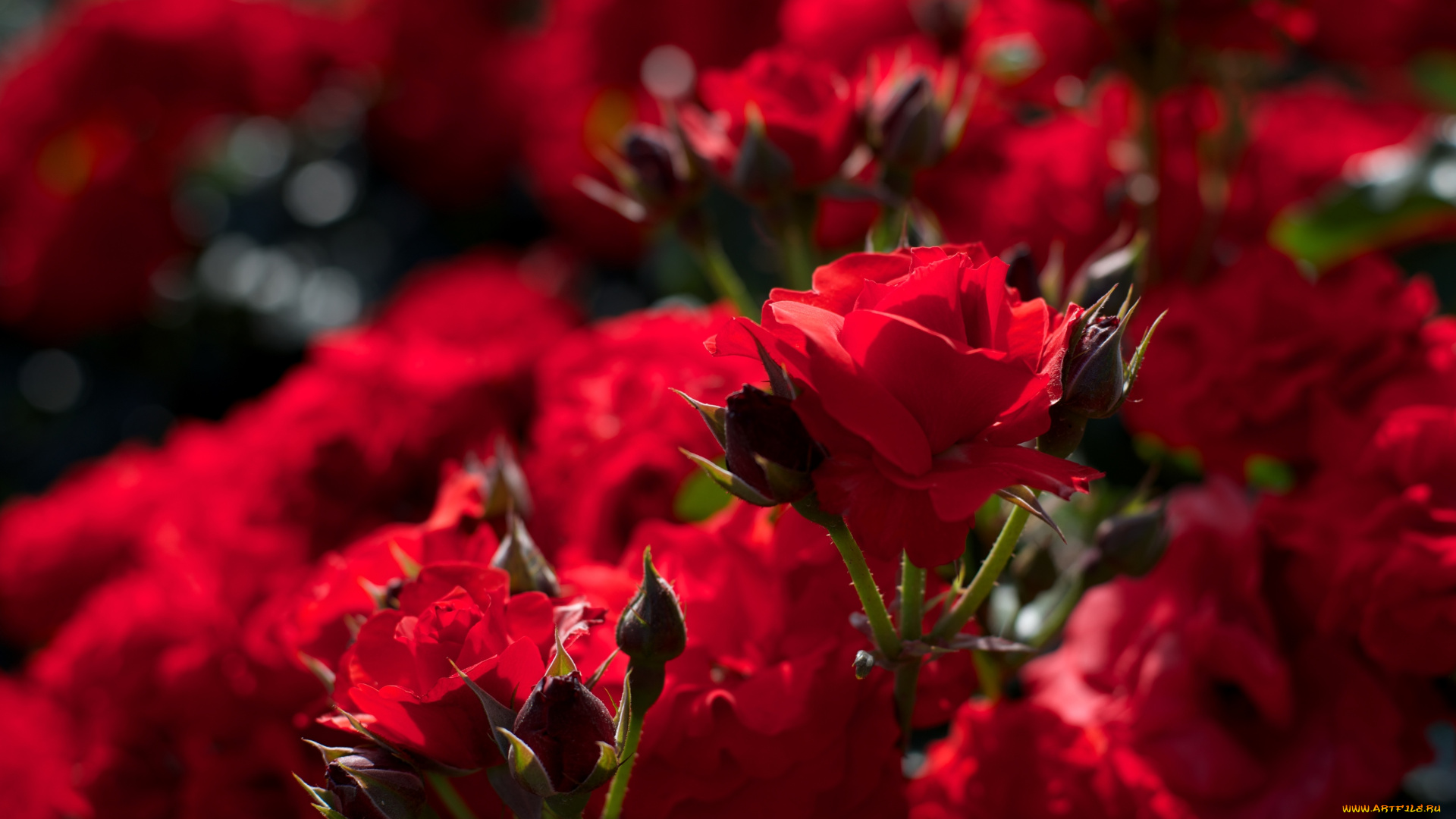 цветы, розы, красный