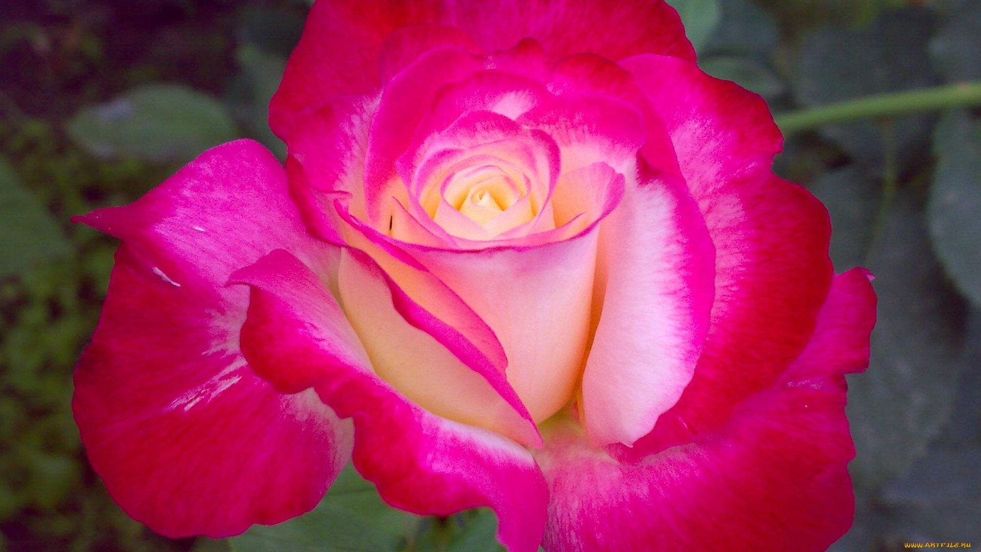 цветы, розы, макро, лепестки, бутон