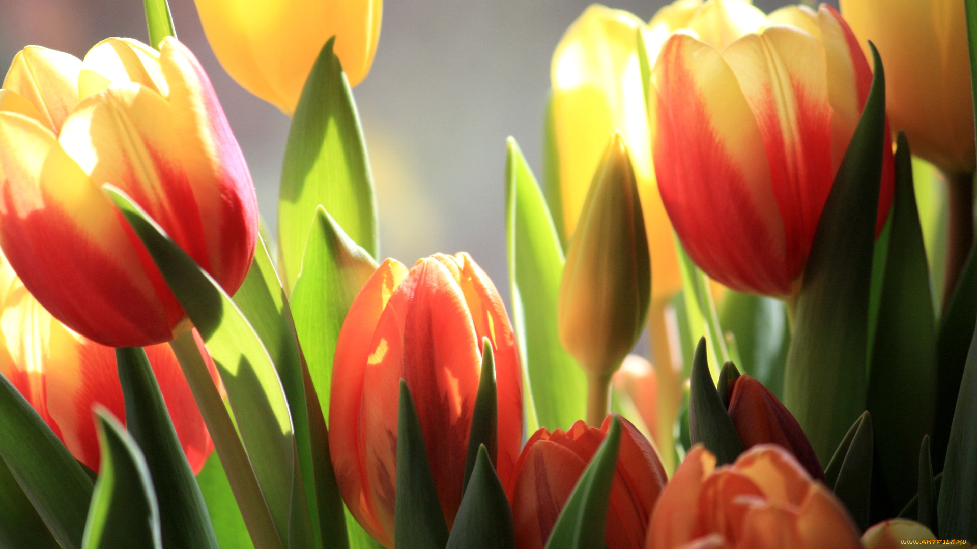 цветы, тюльпаны, бутоны