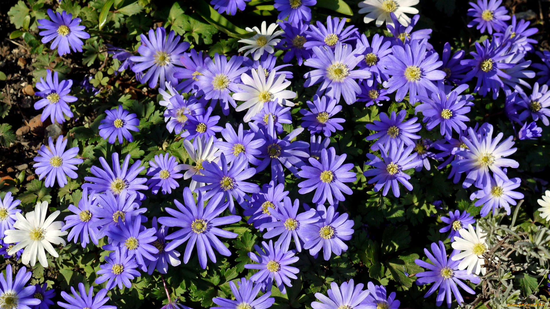 цветы, ветреницы, печёночницы, фиолетовый