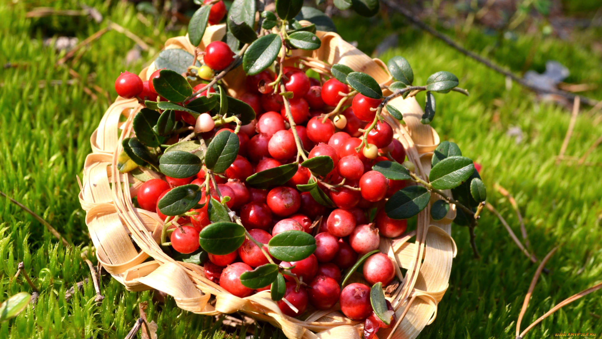 еда, брусника