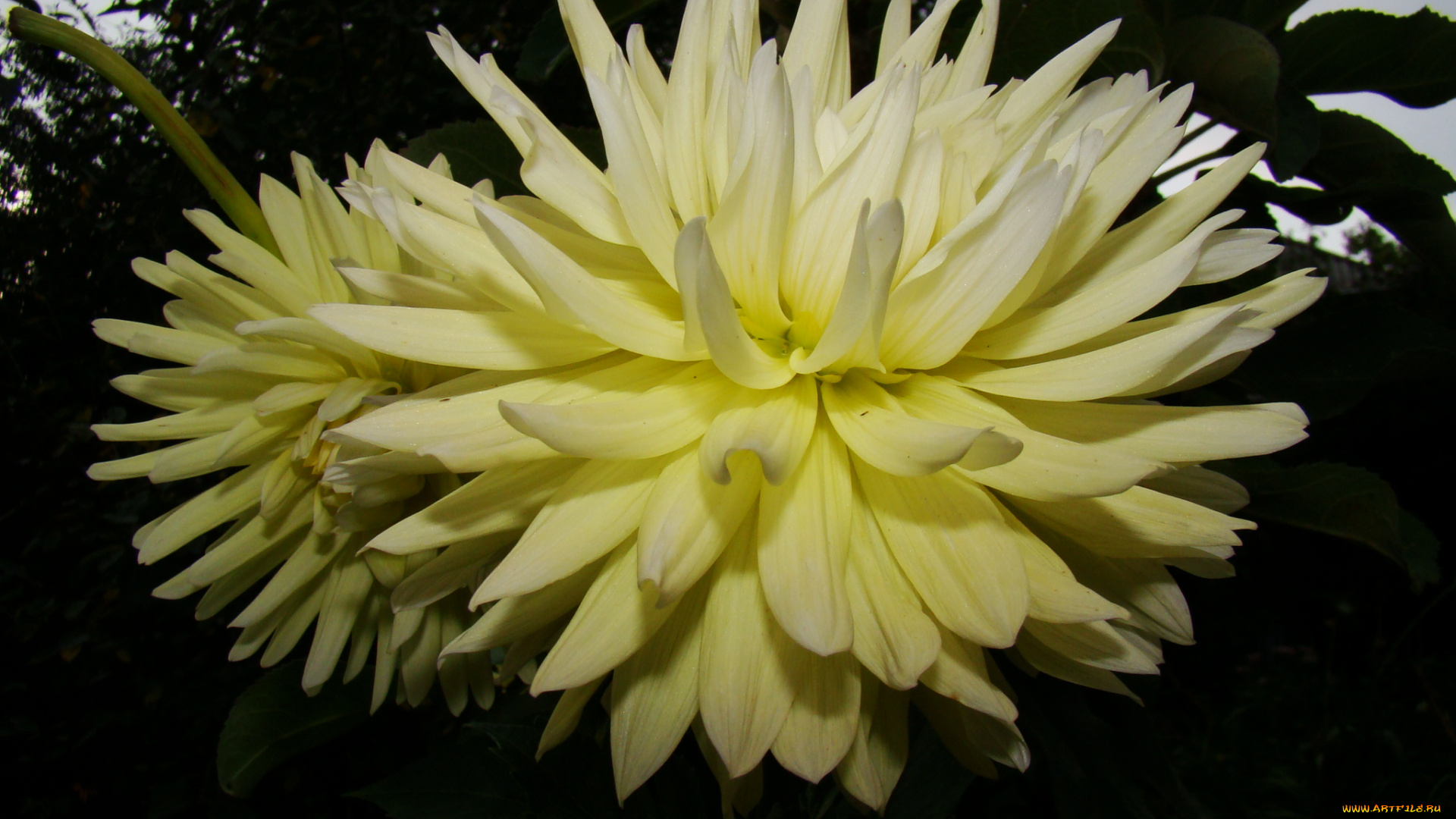 георгин, цветы, георгины