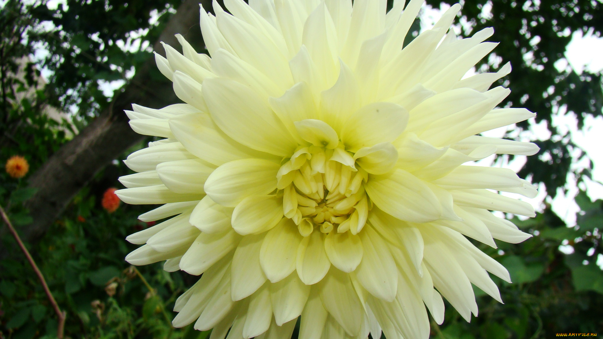 георгин, цветы, георгины