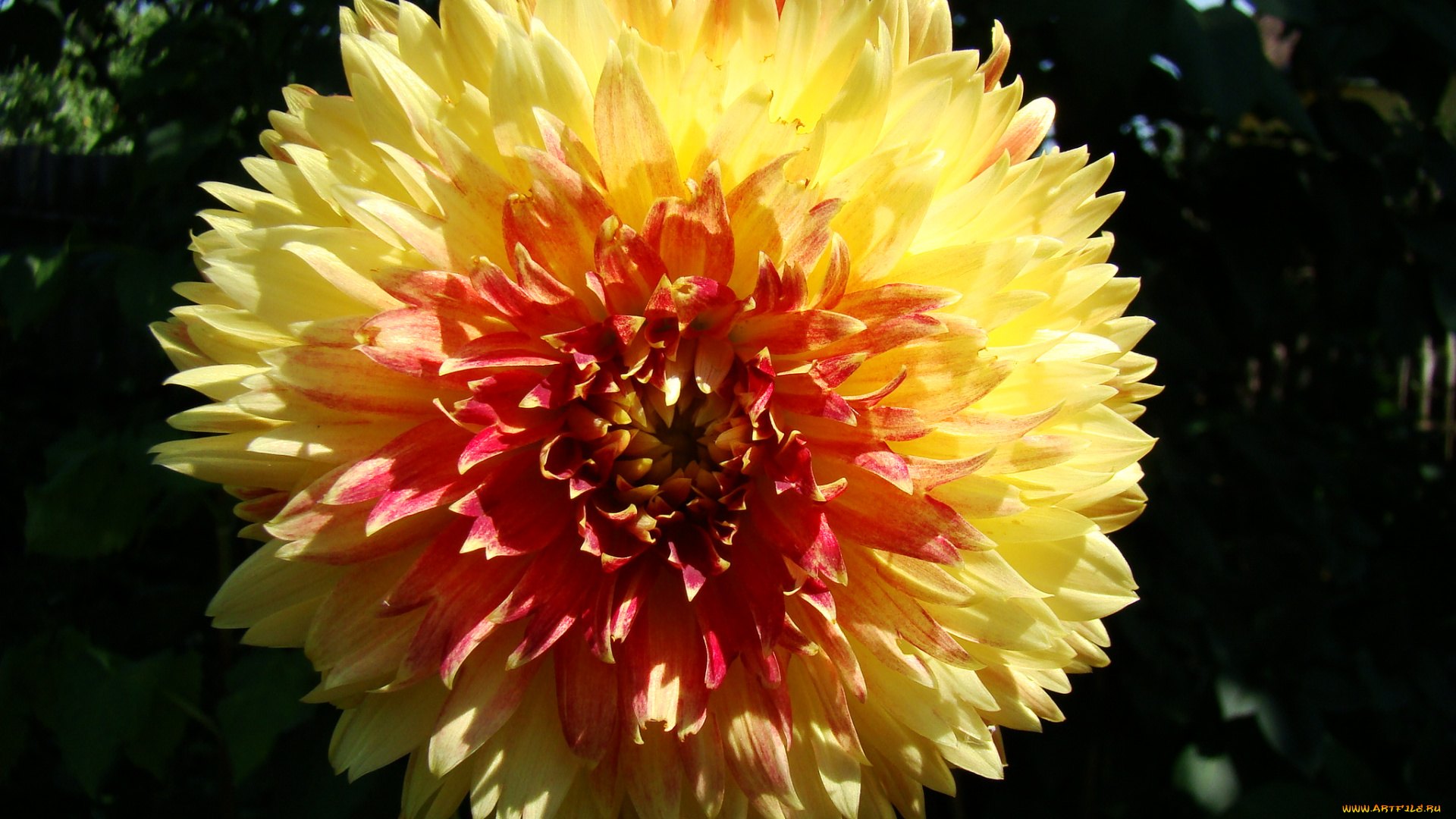 георгин, цветы, георгины