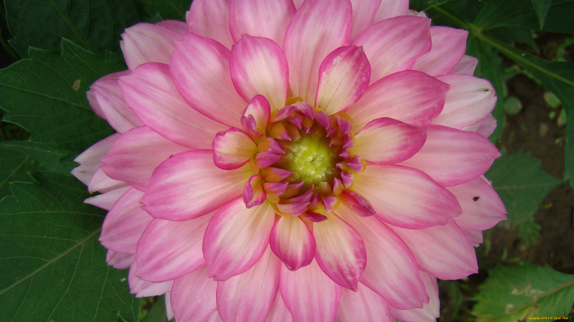 георгин, цветы, георгины