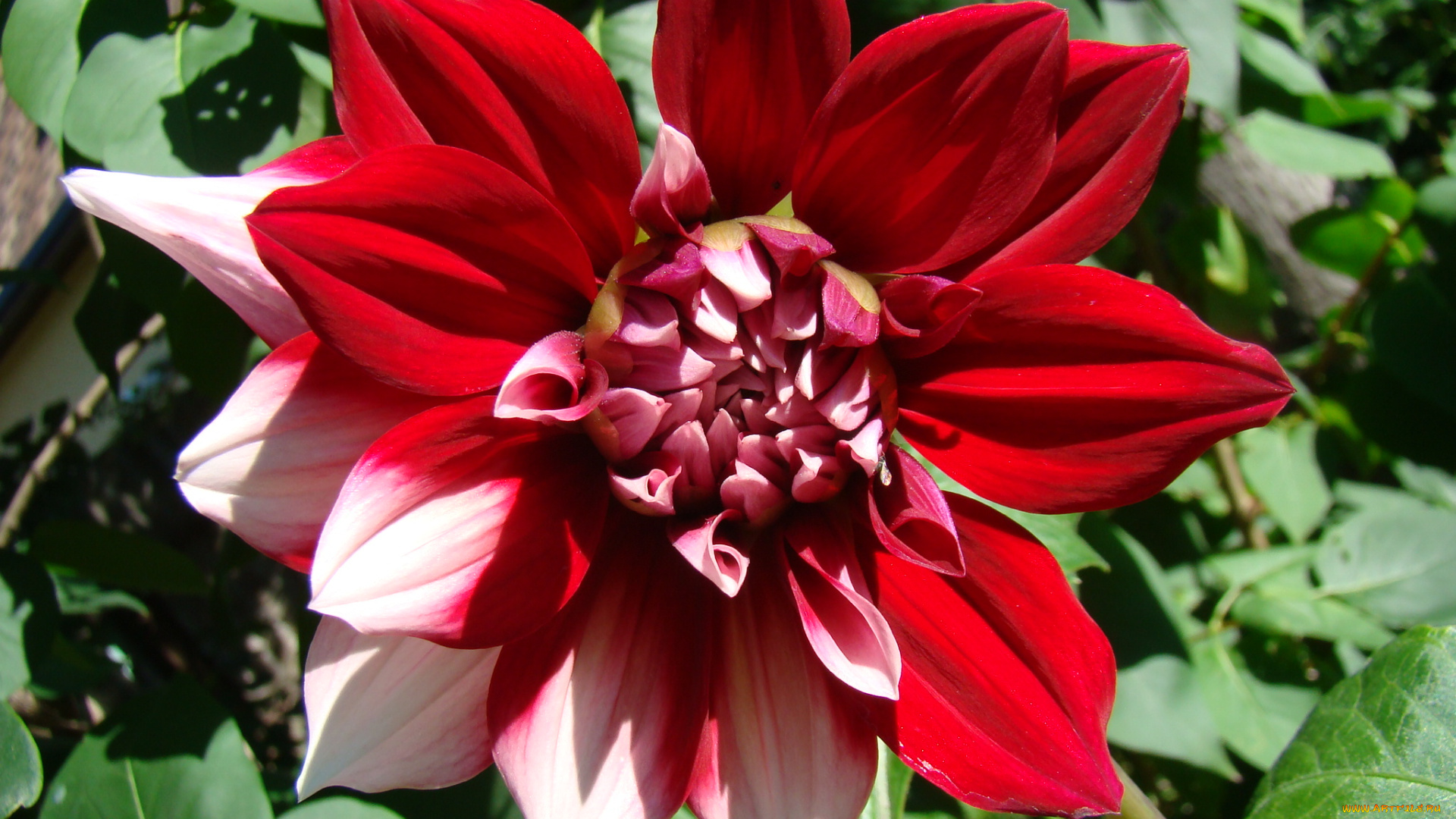 георгин, цветы, георгины