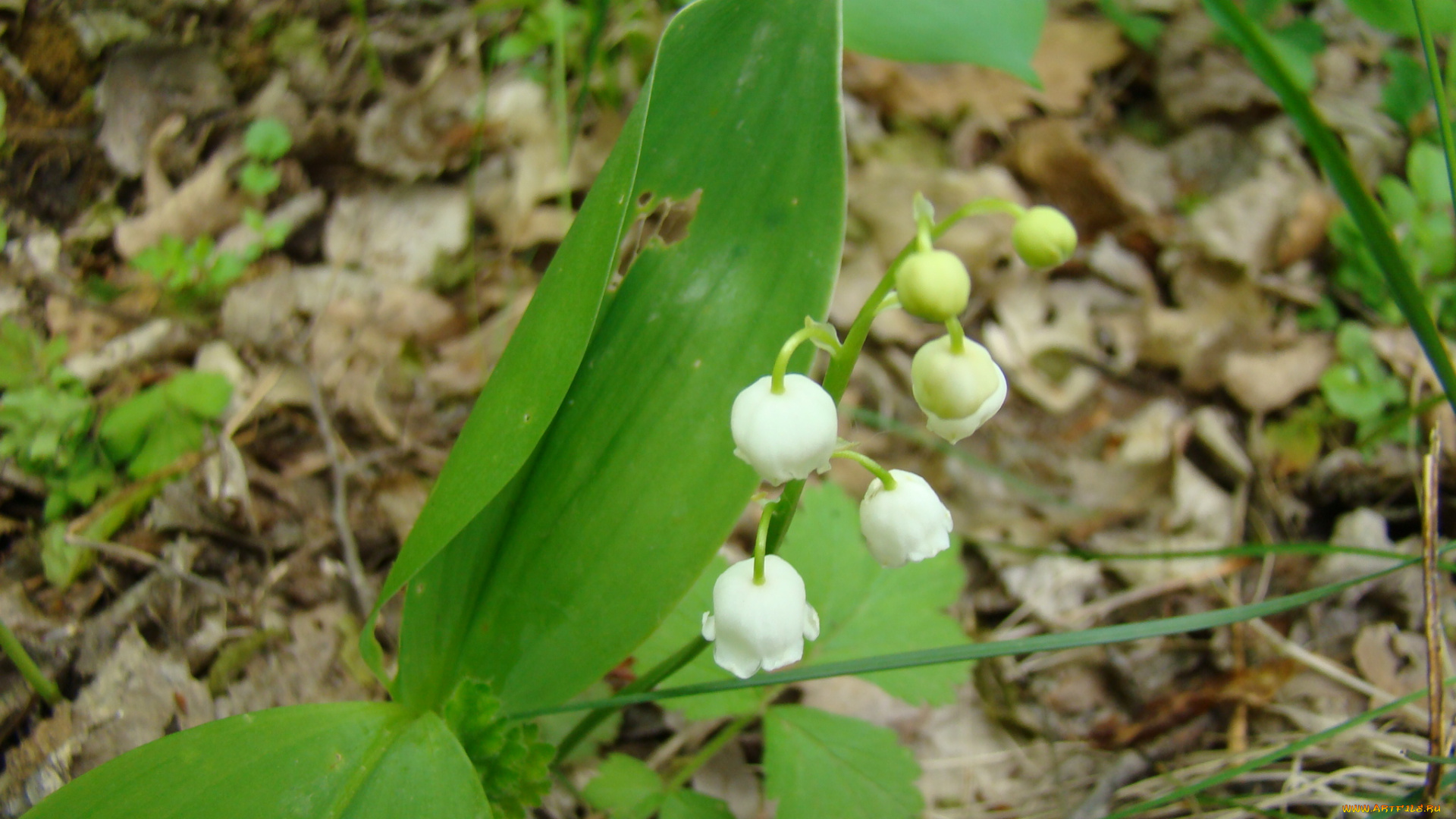 ландыш, цветы, ландыши