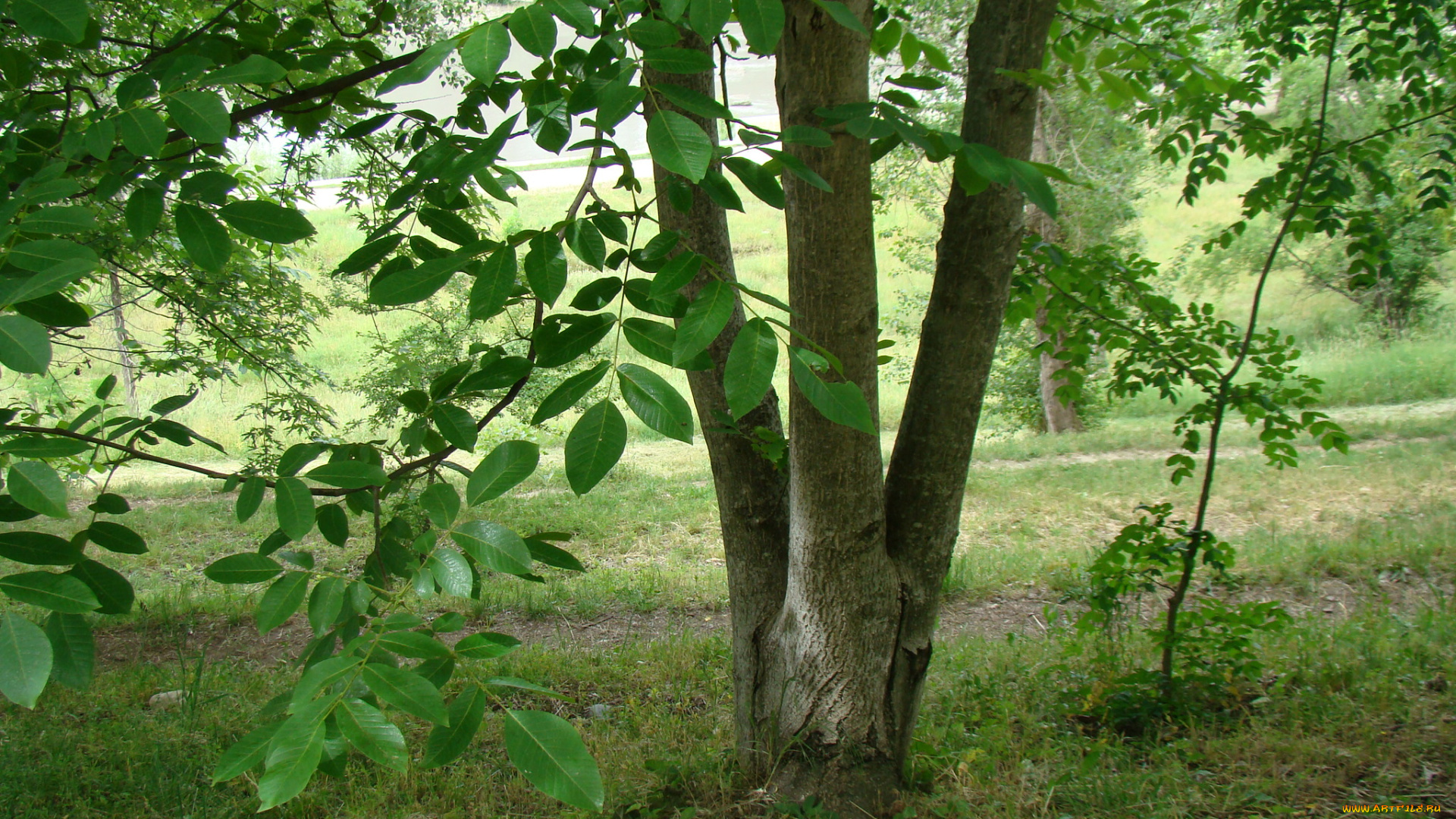 природа, деревья