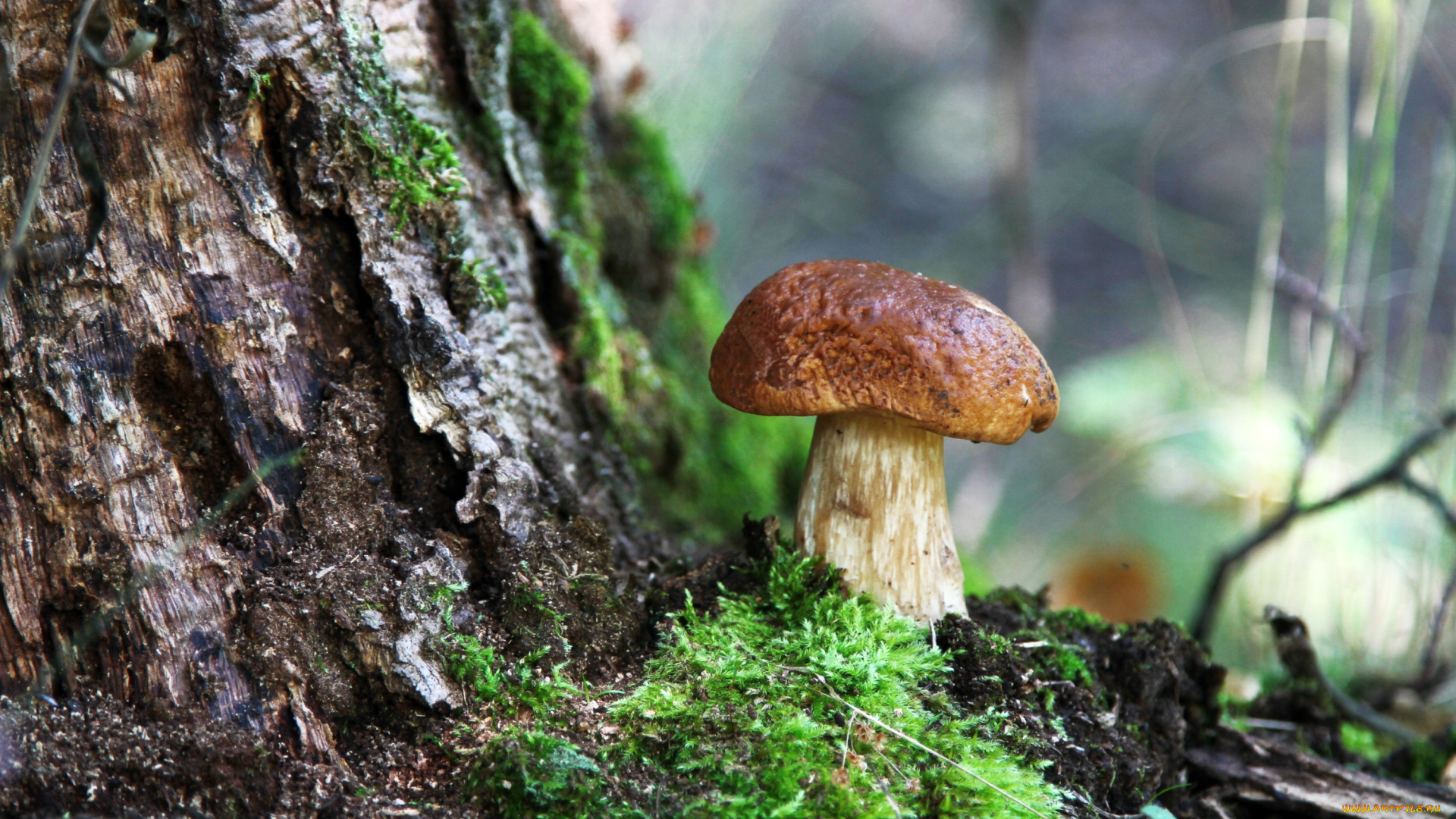 природа, грибы, боровичок, мох