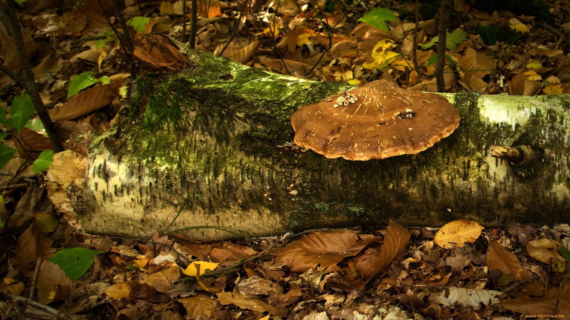 природа, грибы, лес