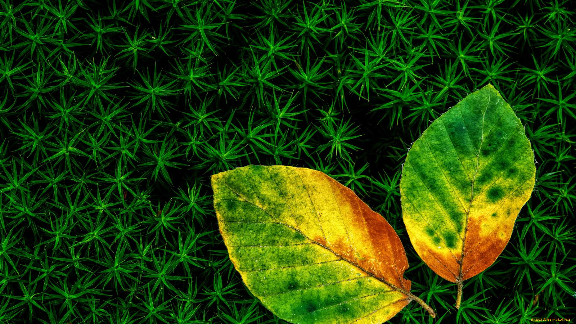 природа, листья, мох