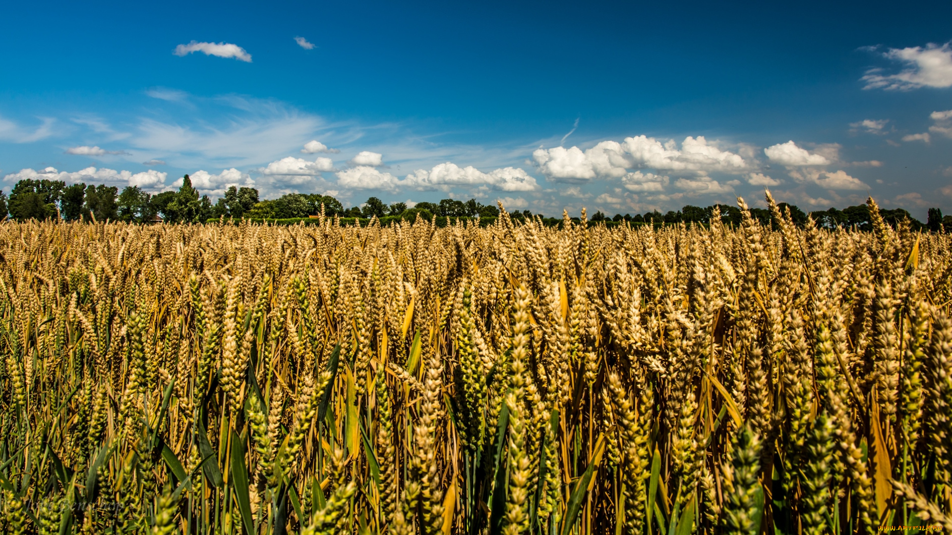 природа, поля, пшеница, небо