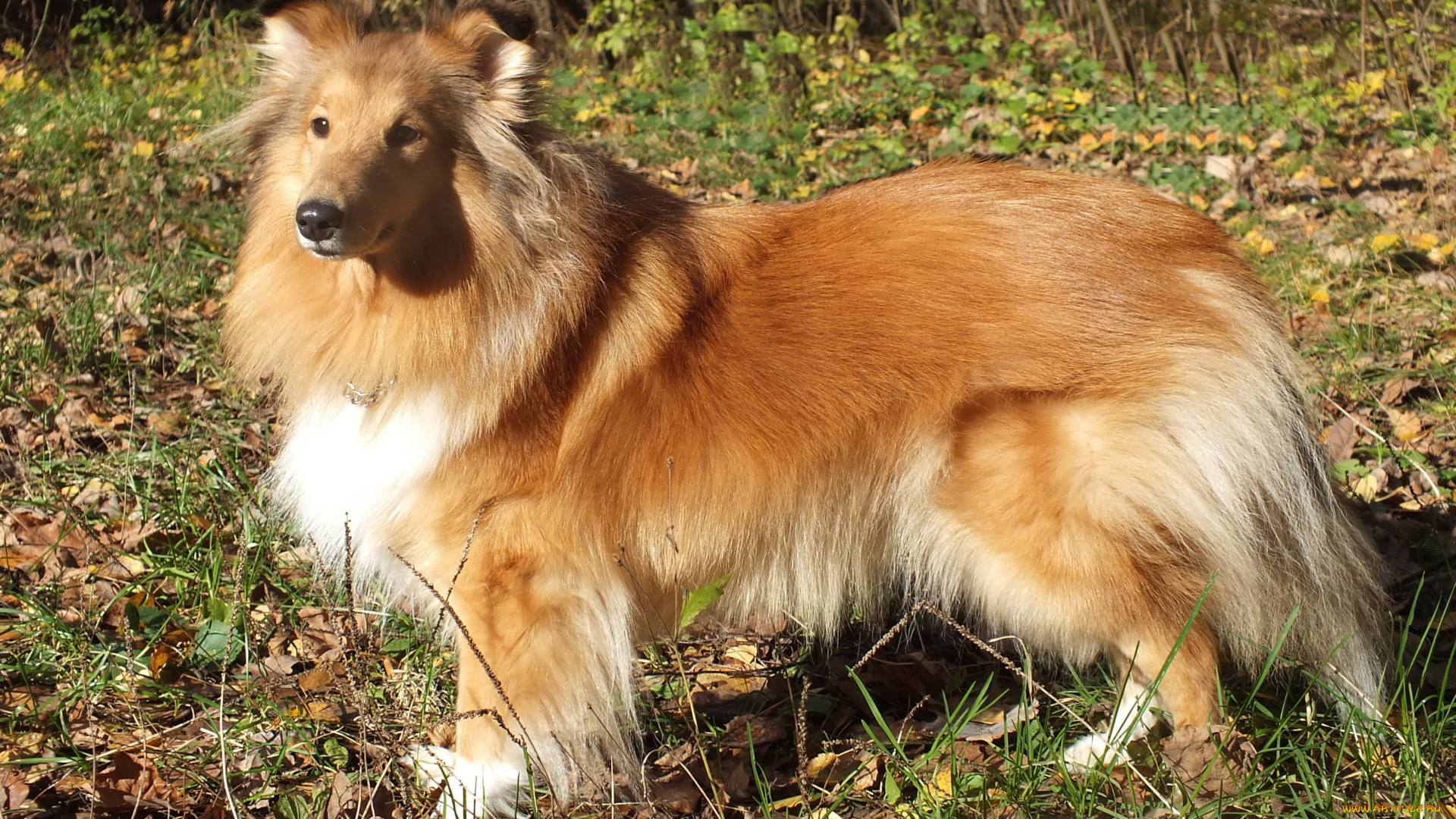 шелти, животные, собаки, собака