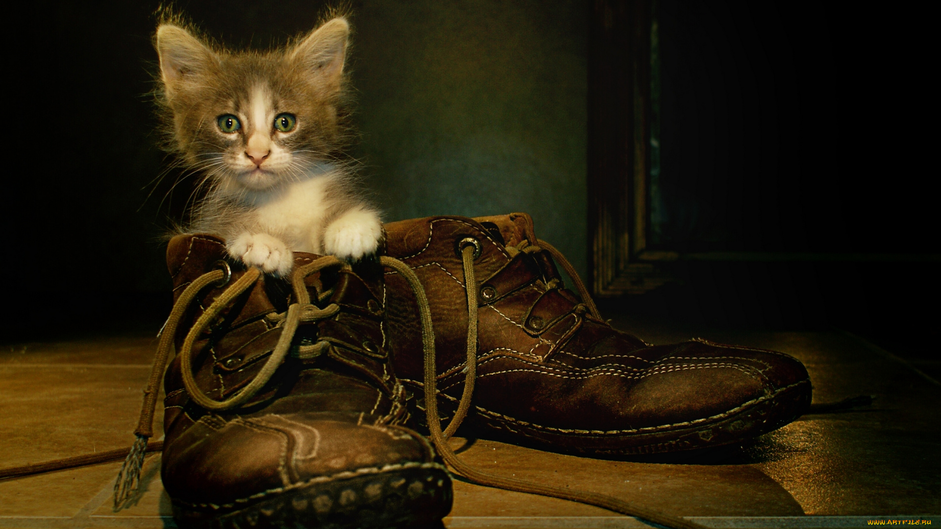 животные, коты, ботинки, котёнок