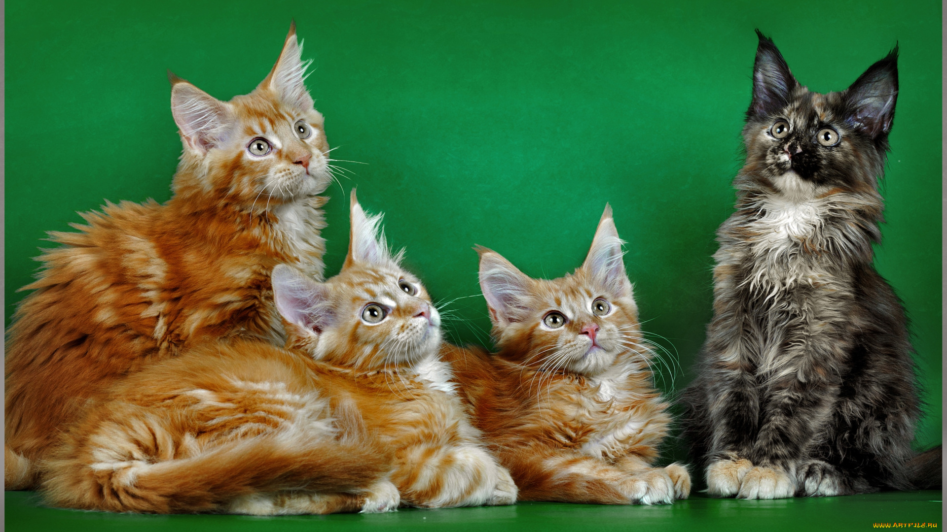 животные, коты, мейн-кун