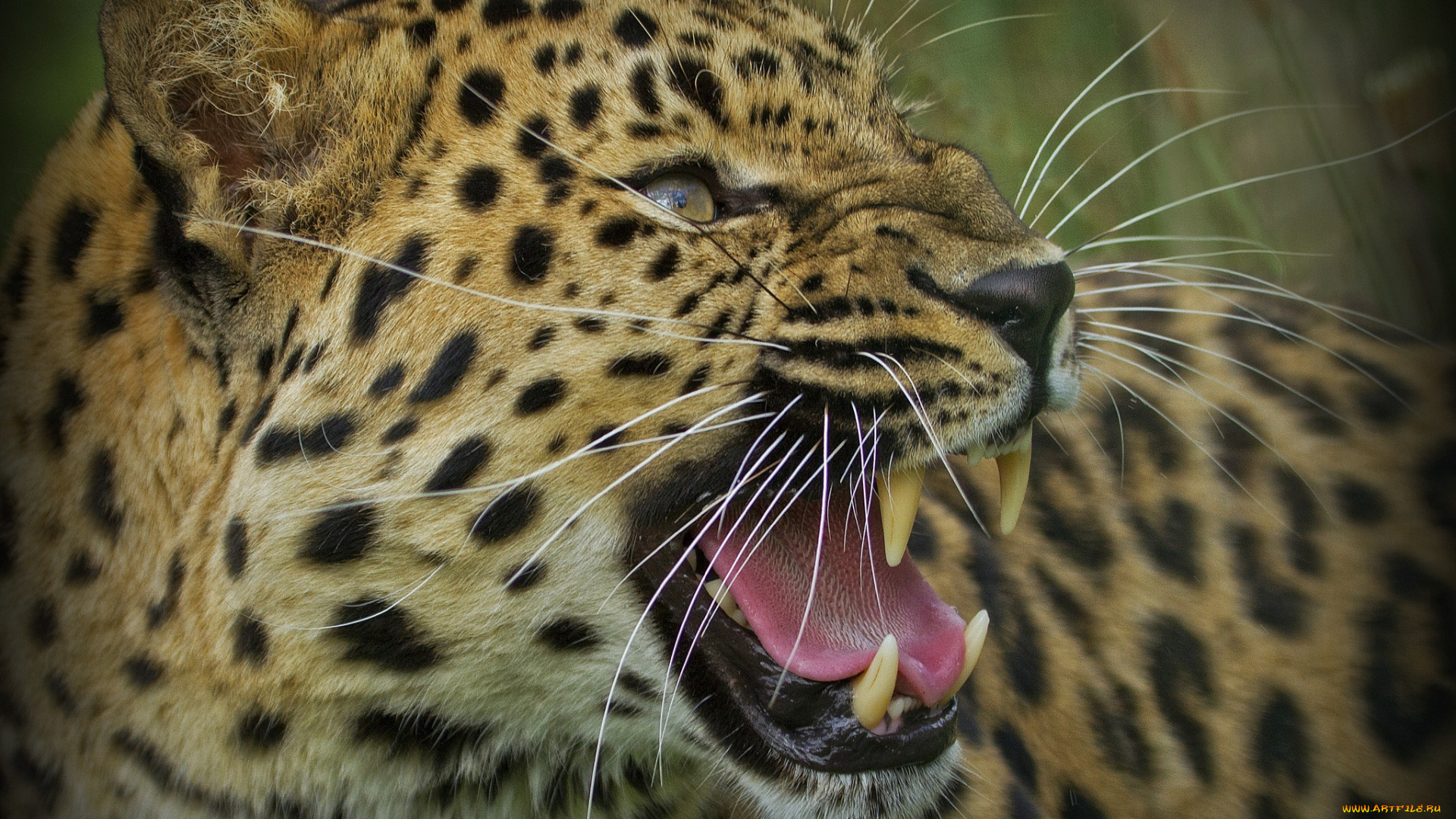 животные, леопарды, рык