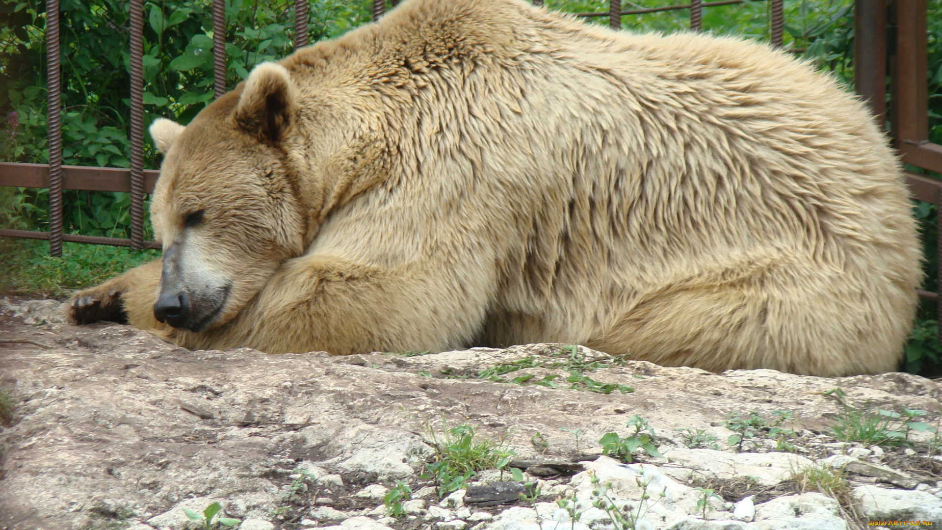 животные, медведи