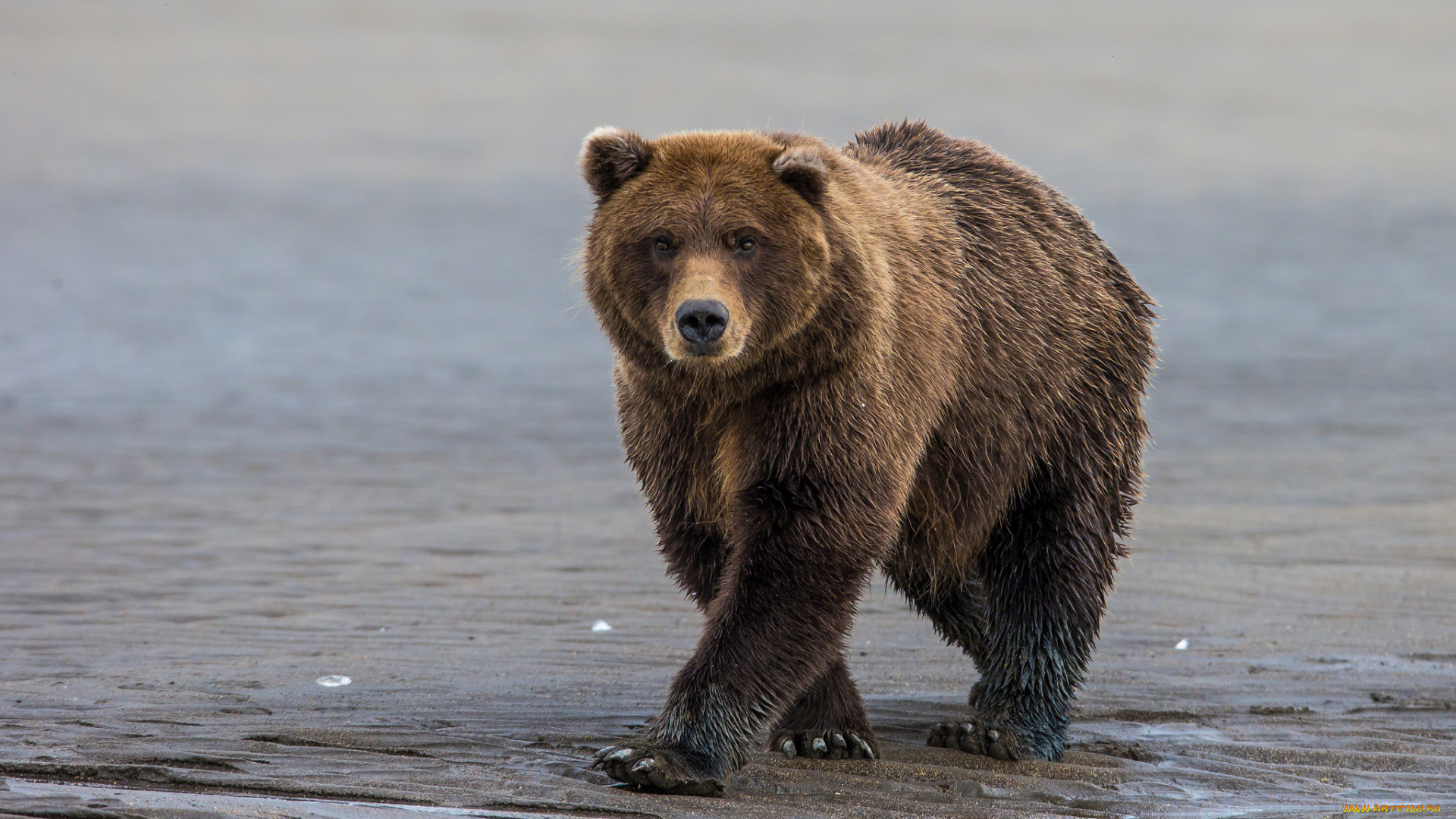 животные, медведи, бурый