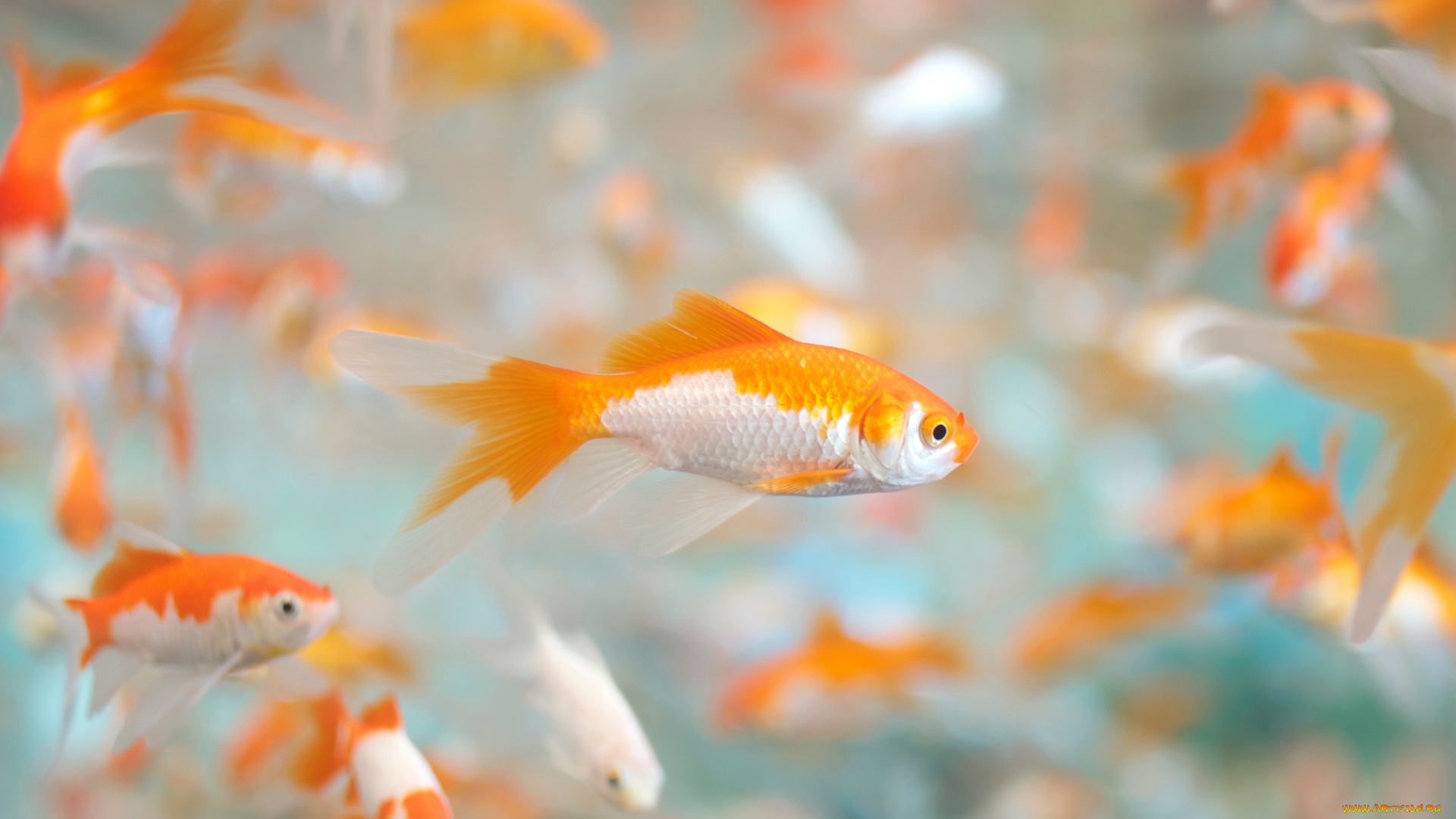 животные, рыбы, рыбки