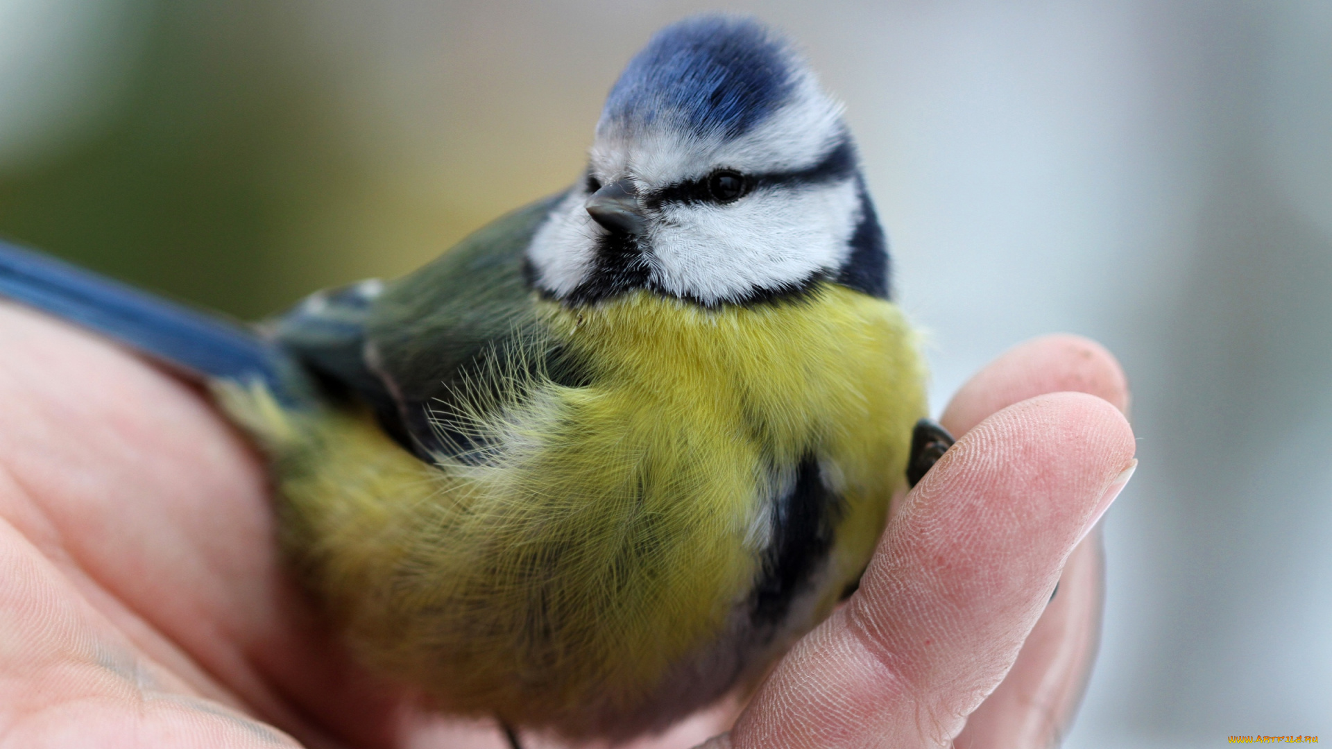 животные, синицы, лазоревки, лазоревка, рука