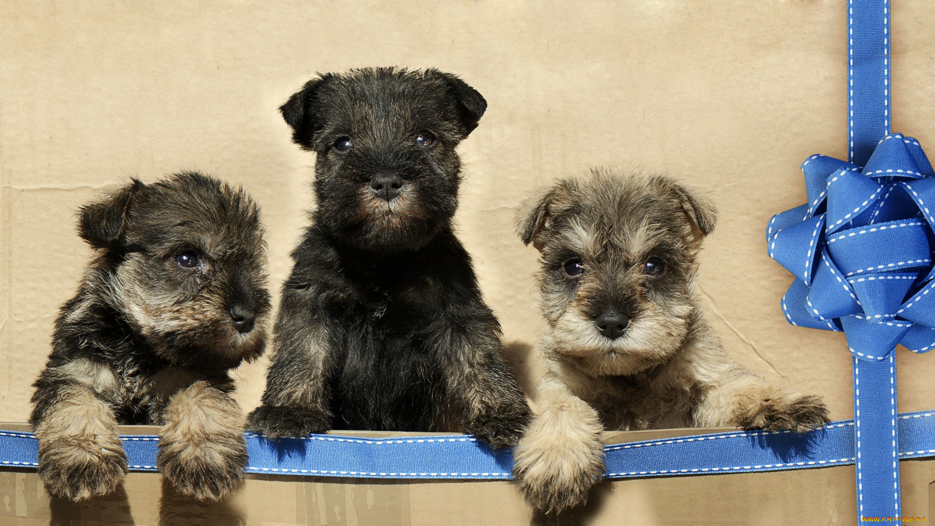 животные, собаки, щенки, бант, лента, троица, трио