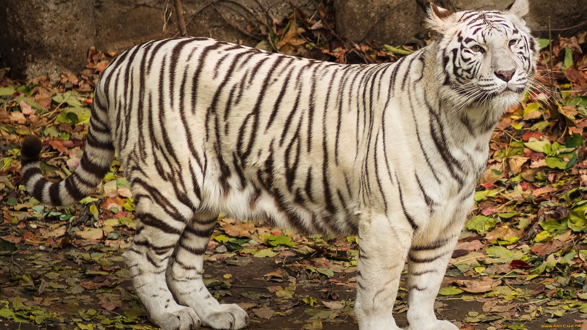 животные, тигры, белый