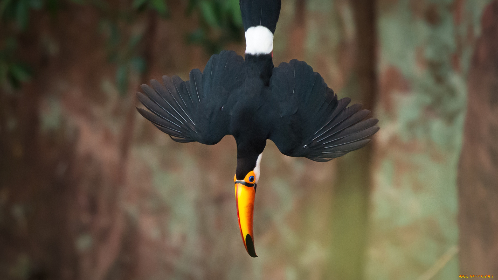 животные, туканы, пике