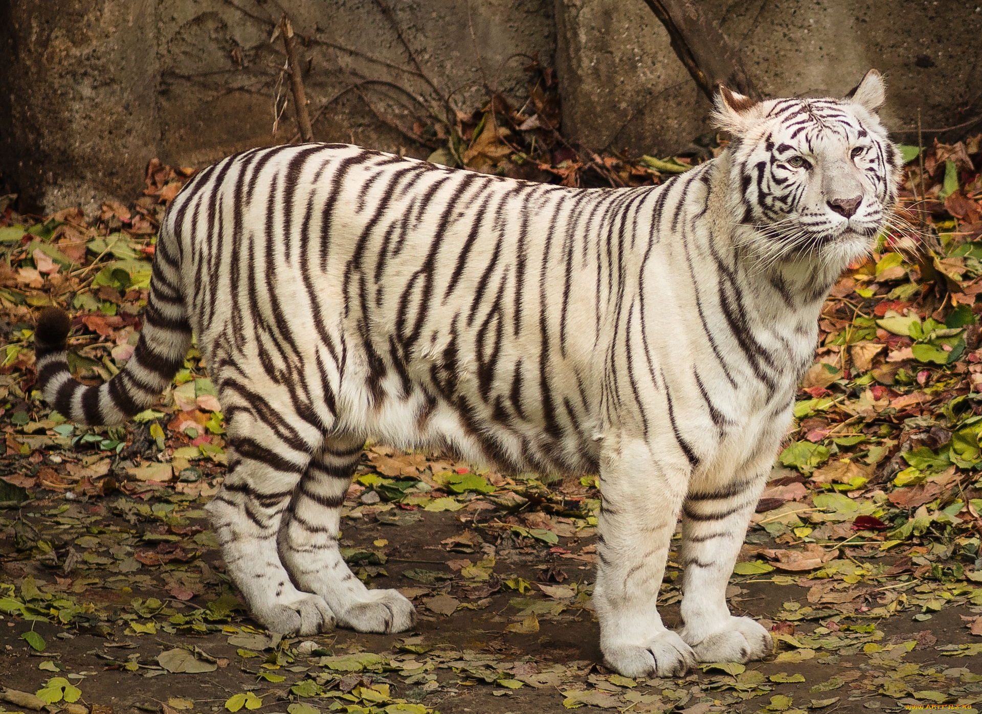 животные, тигры, белый
