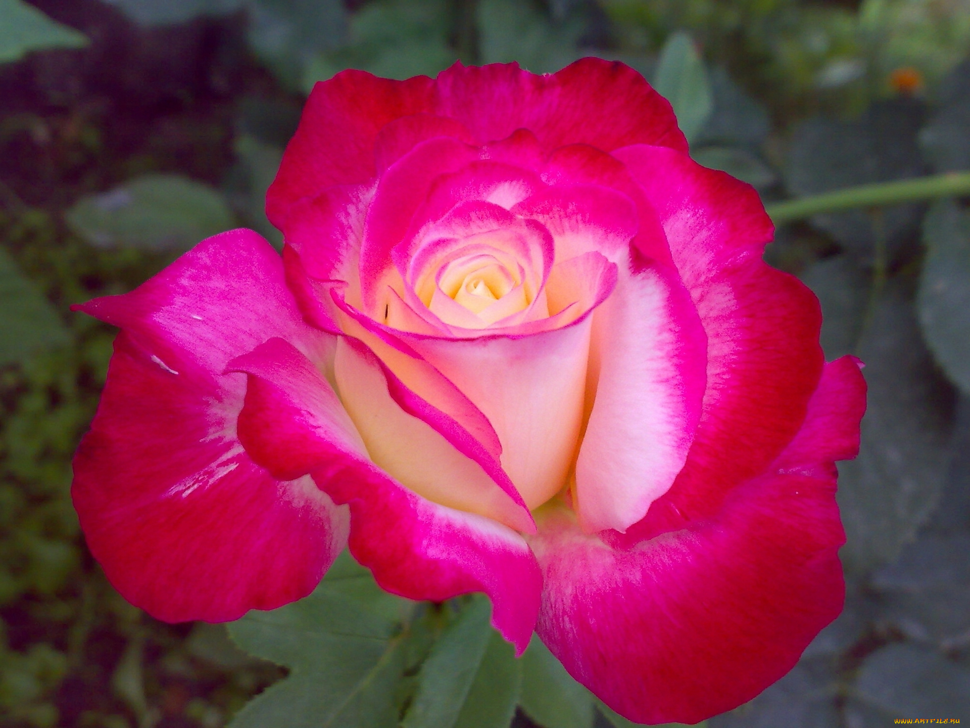 цветы, розы, макро, лепестки, бутон