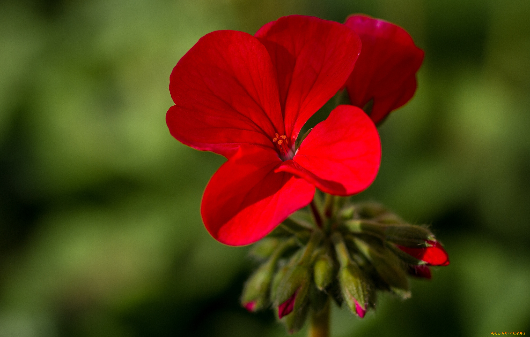 цветы, герань, макро, бутончики, пеларгония