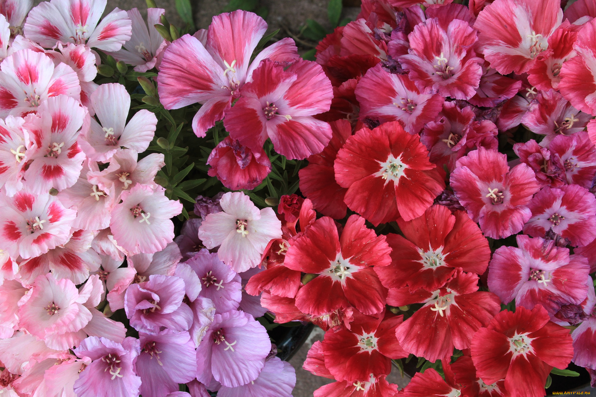 цветы, годеция, макро