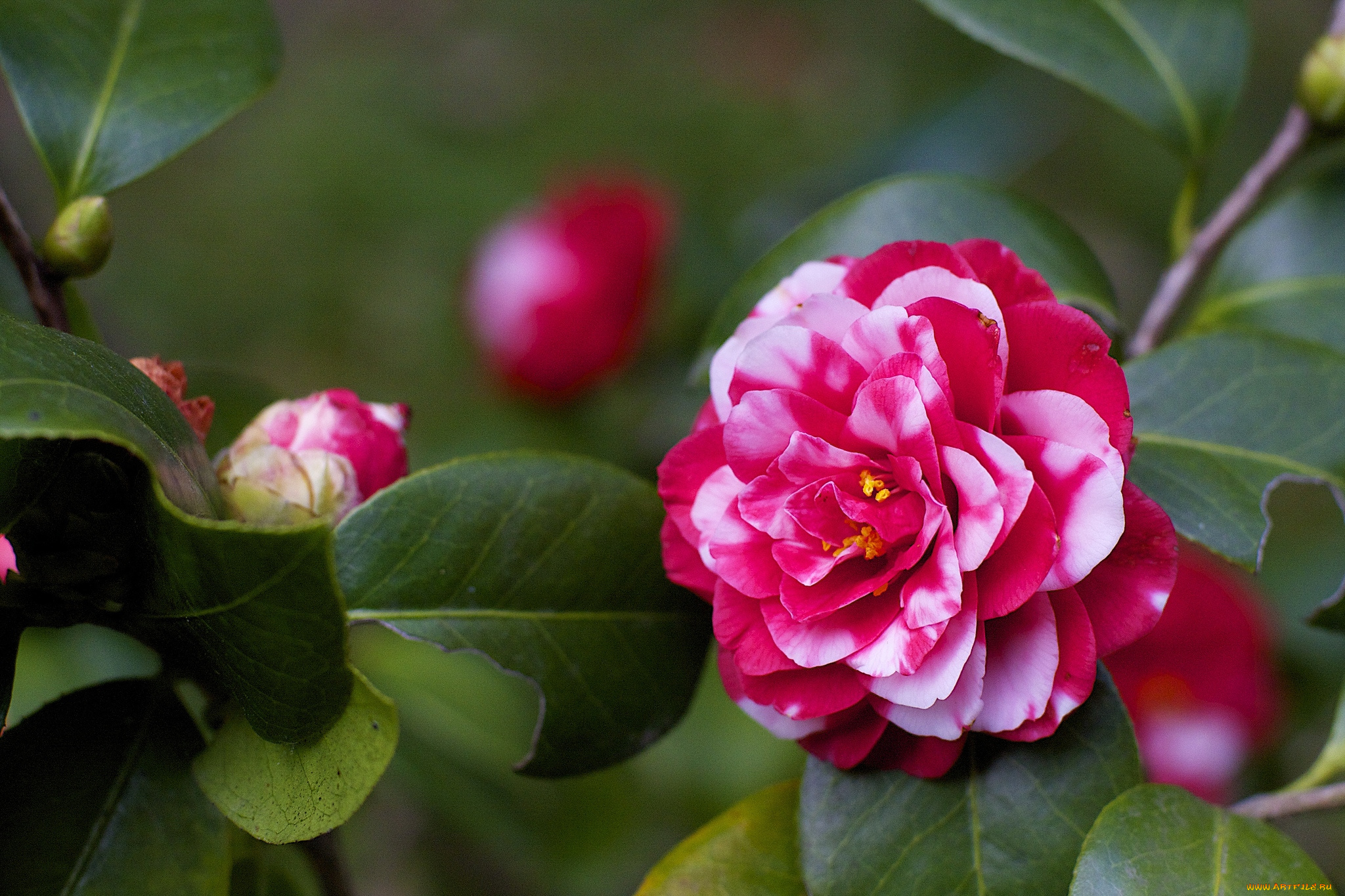 цветы, камелии, пестрый