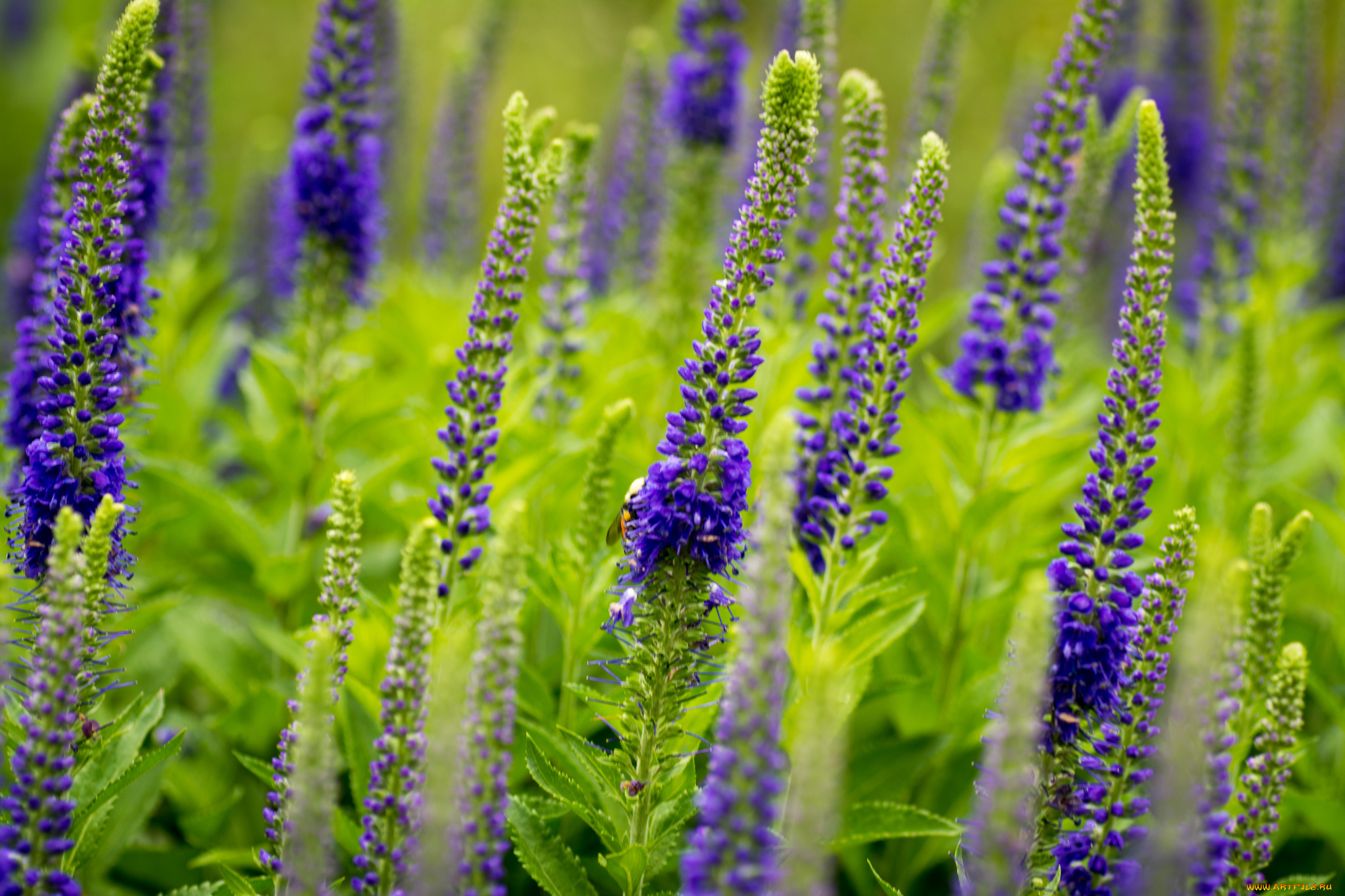 цветы, немофилы, вероники, шмель, вероника, колосковая
